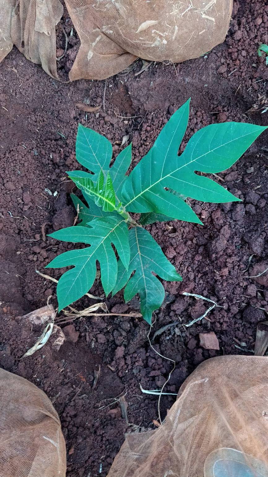 tree