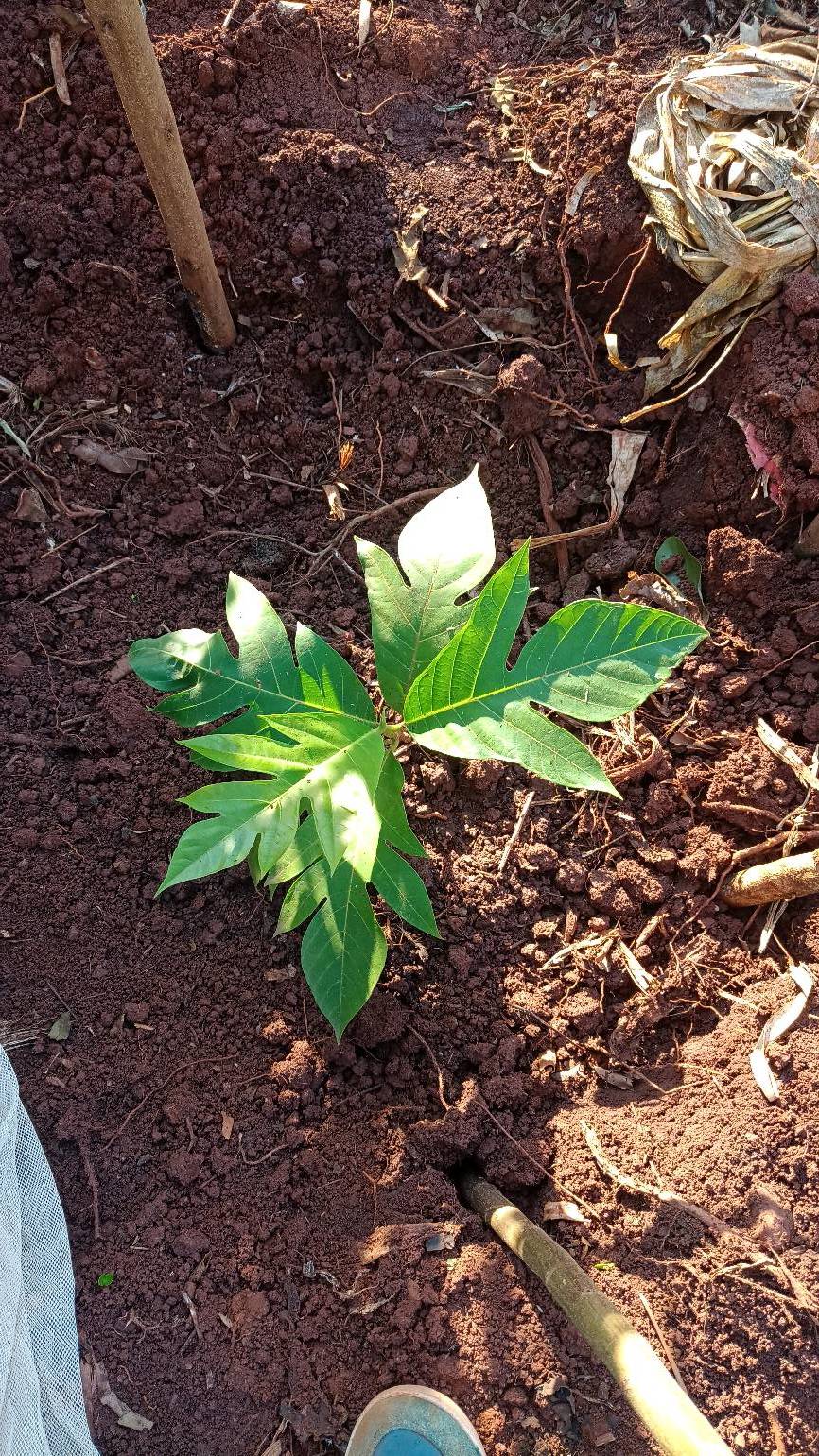 tree