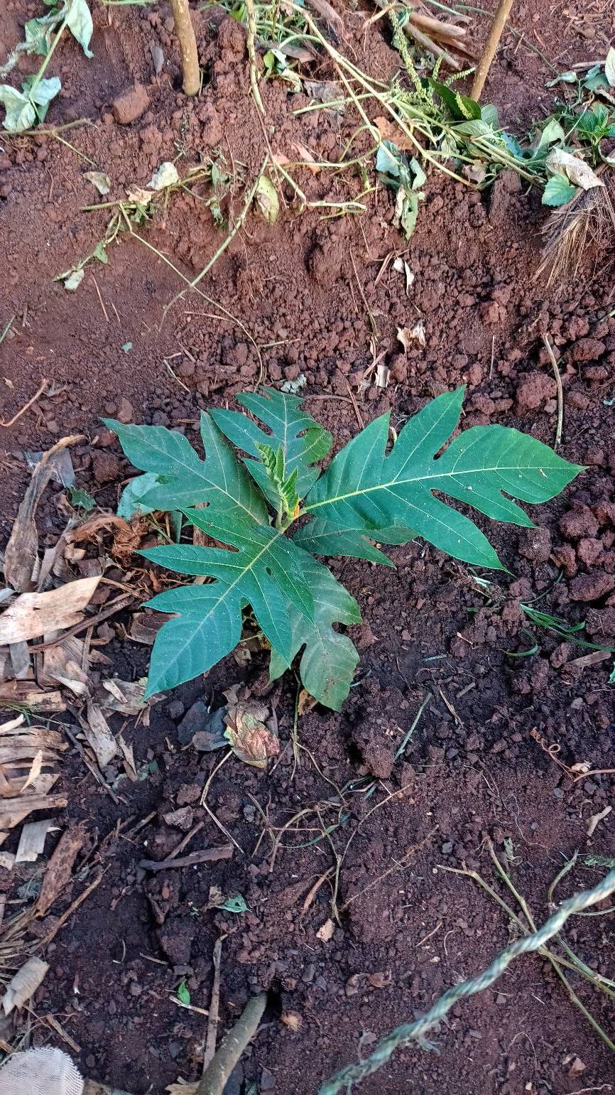 tree