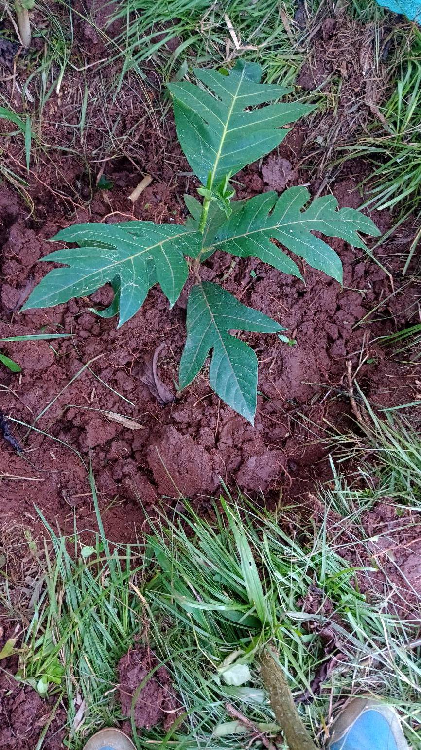 tree