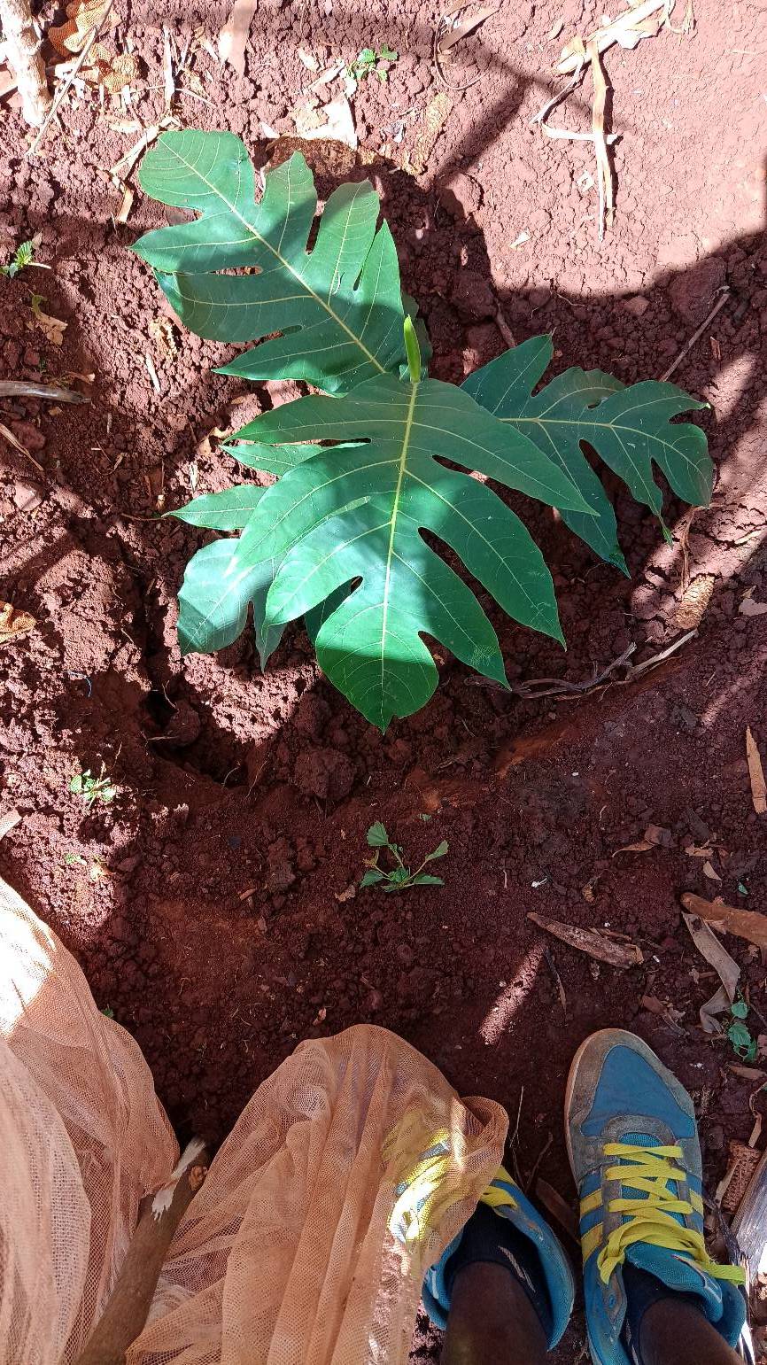 tree