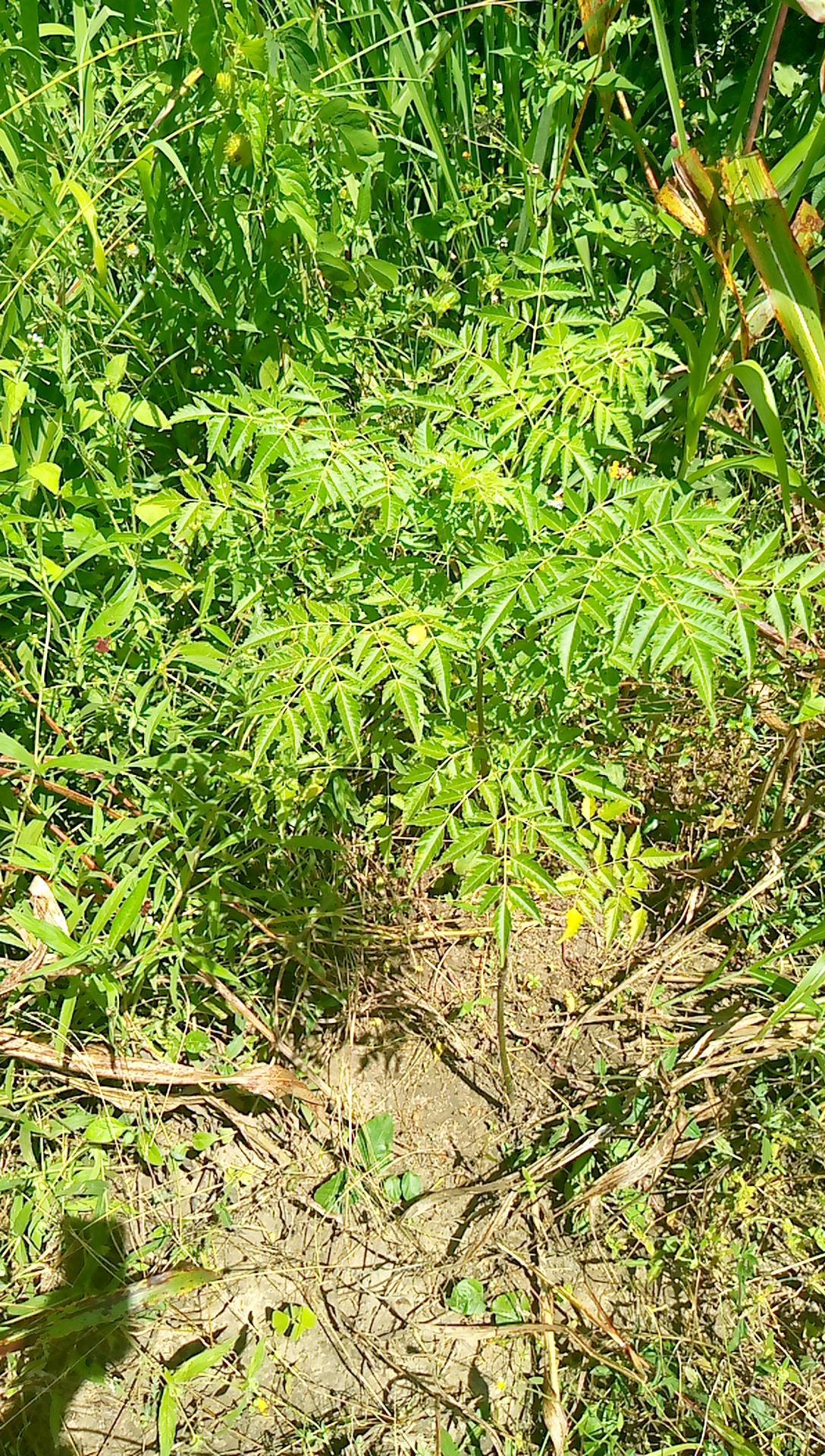 tree