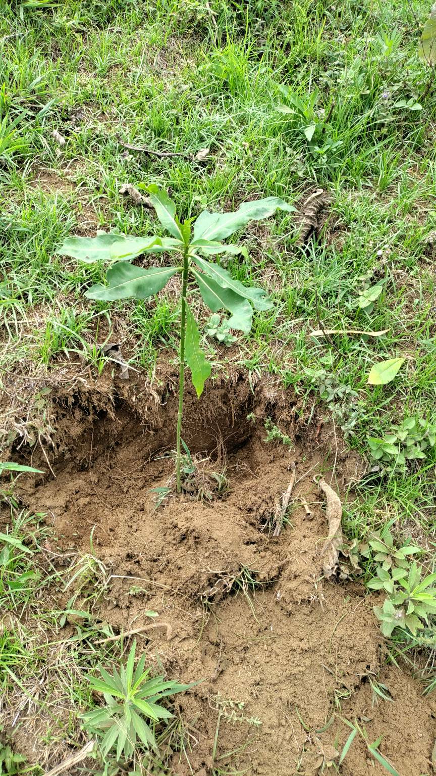 tree
