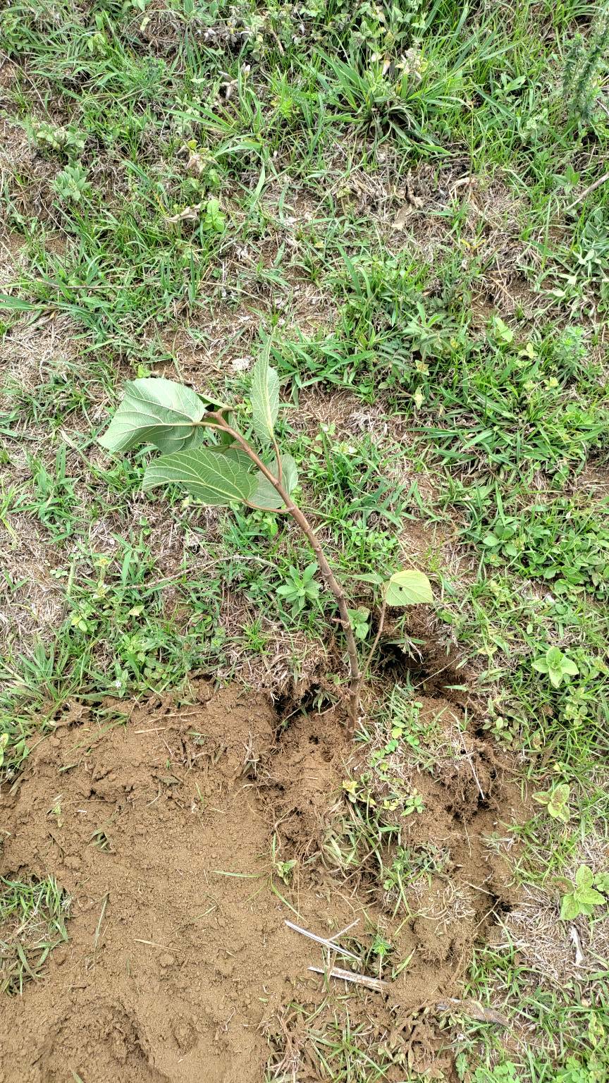 tree