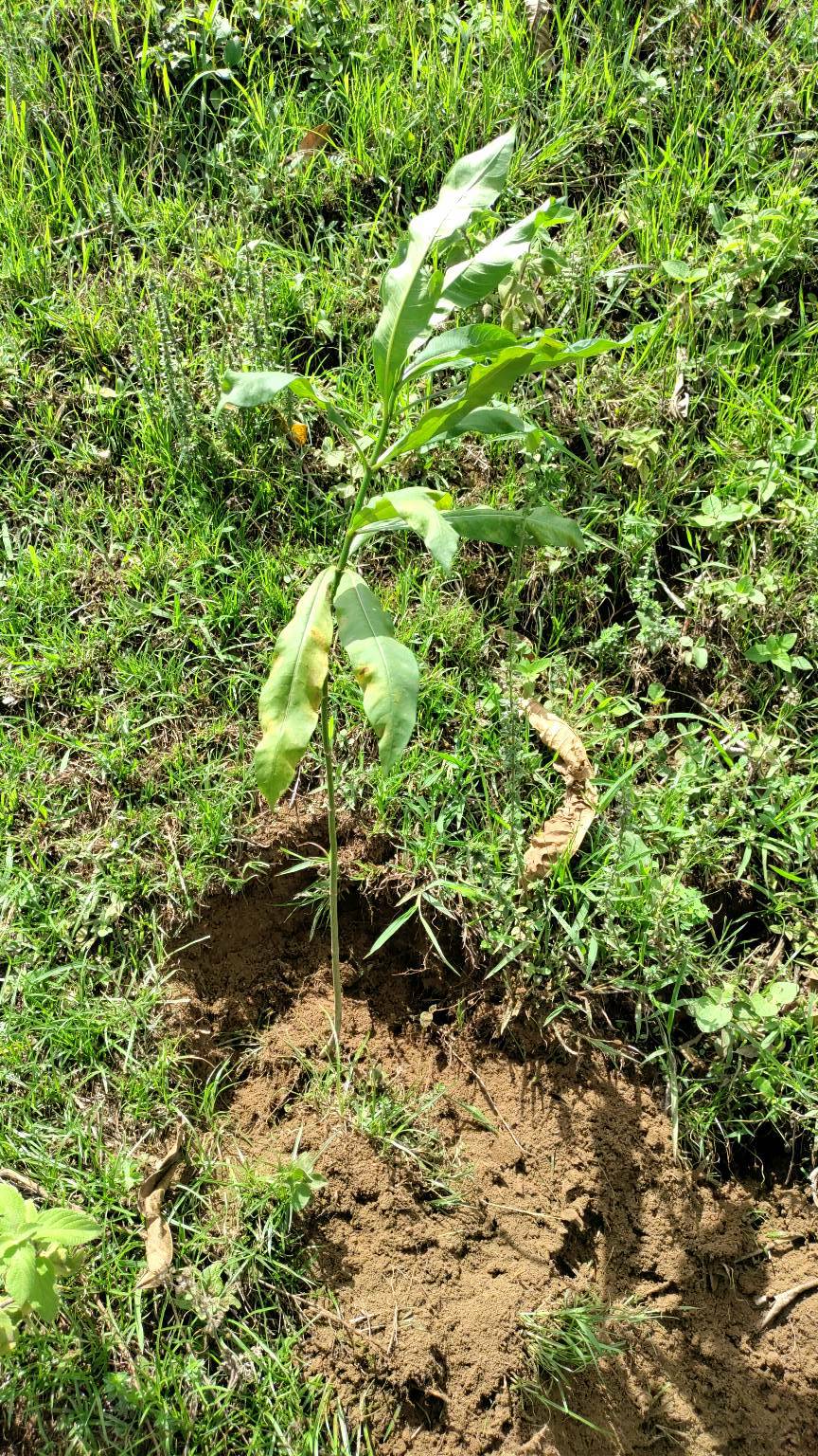 tree