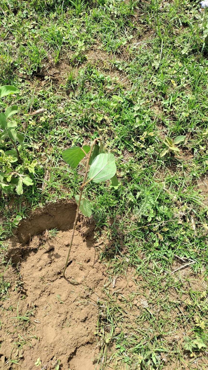 tree