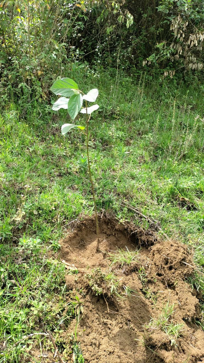 tree