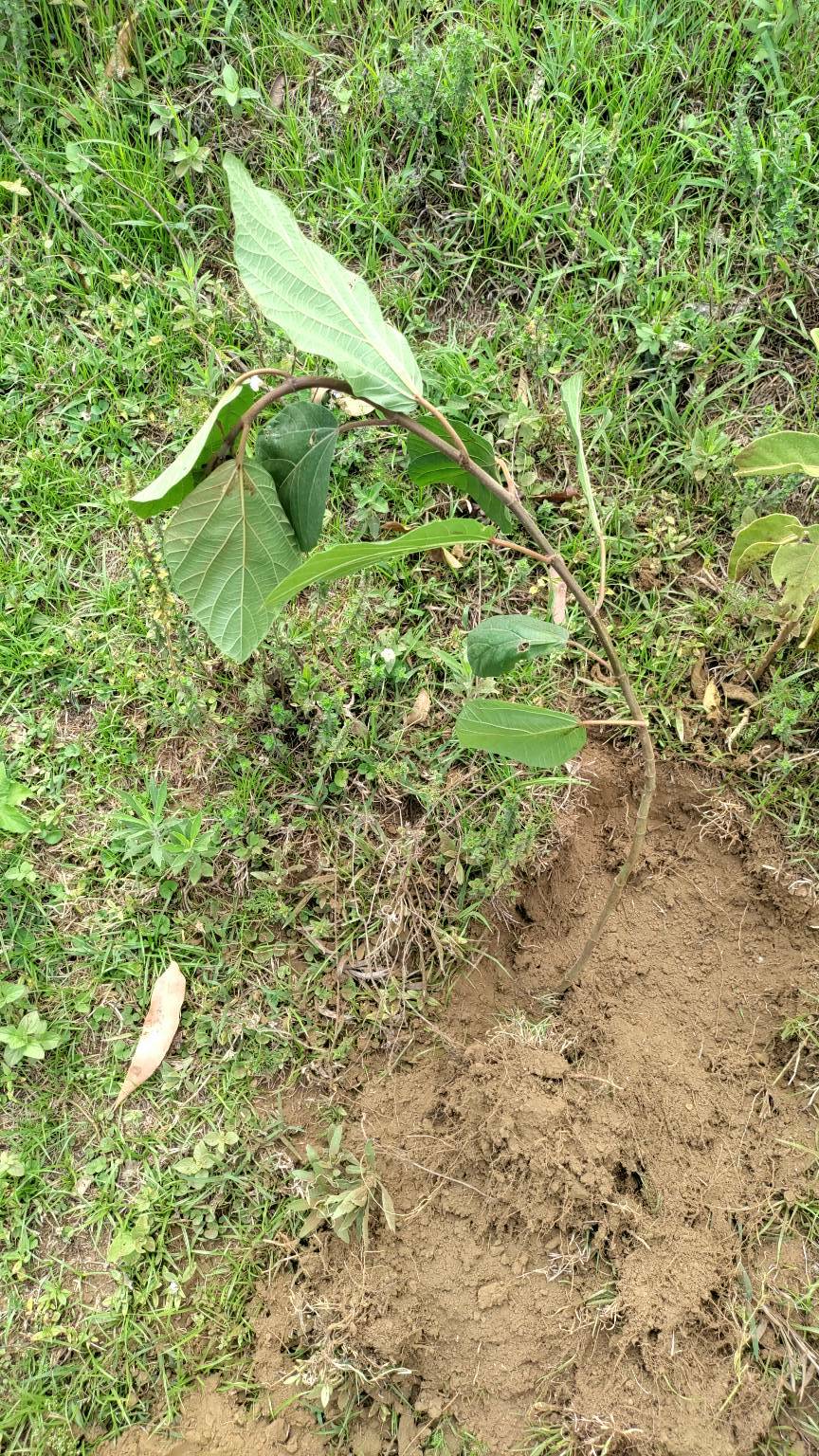 tree