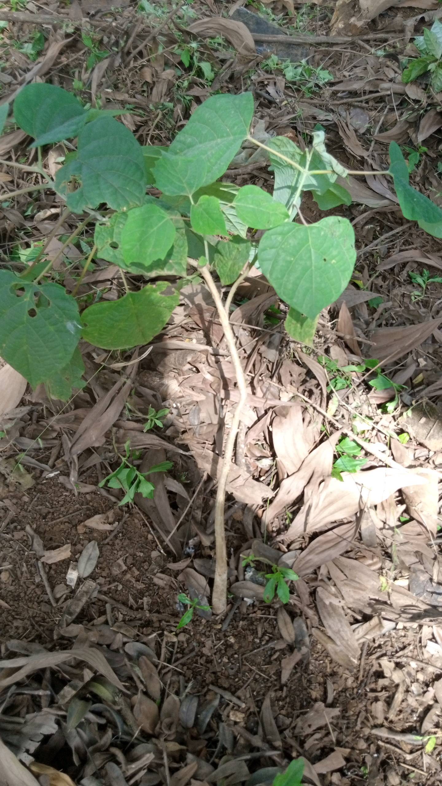 tree