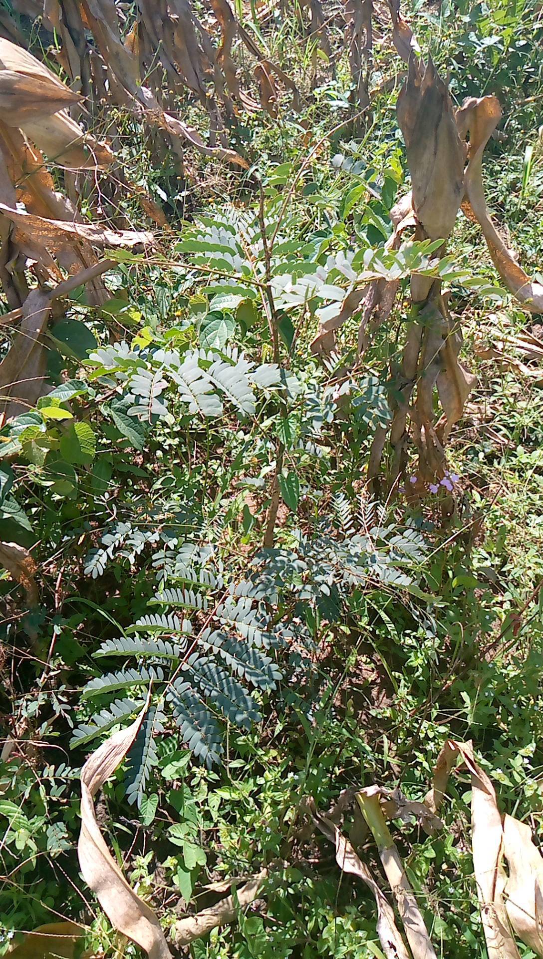 tree