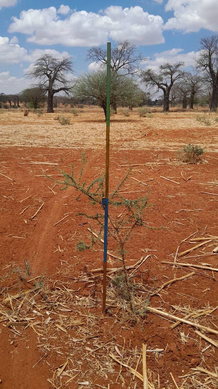 tree