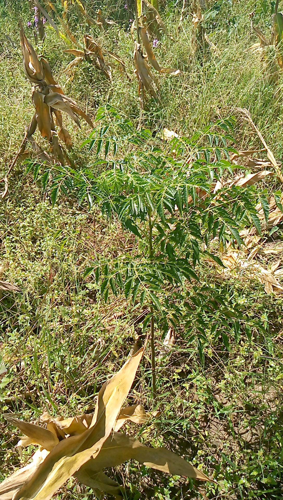 tree