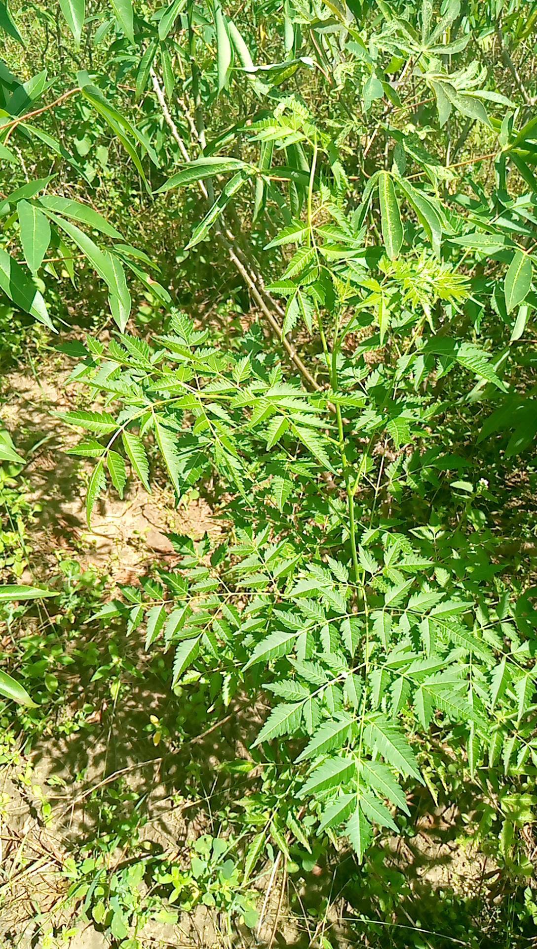 tree
