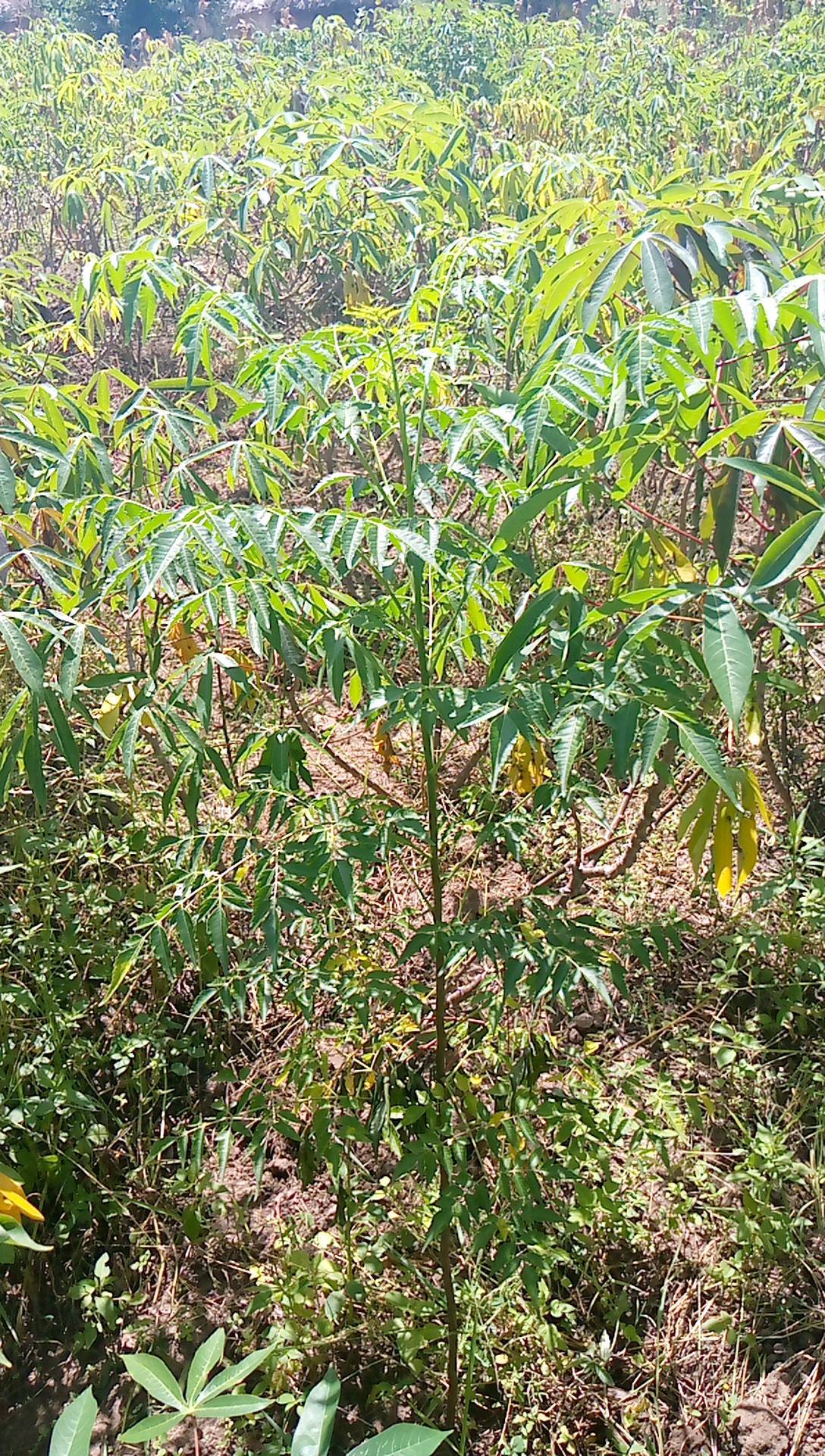 tree