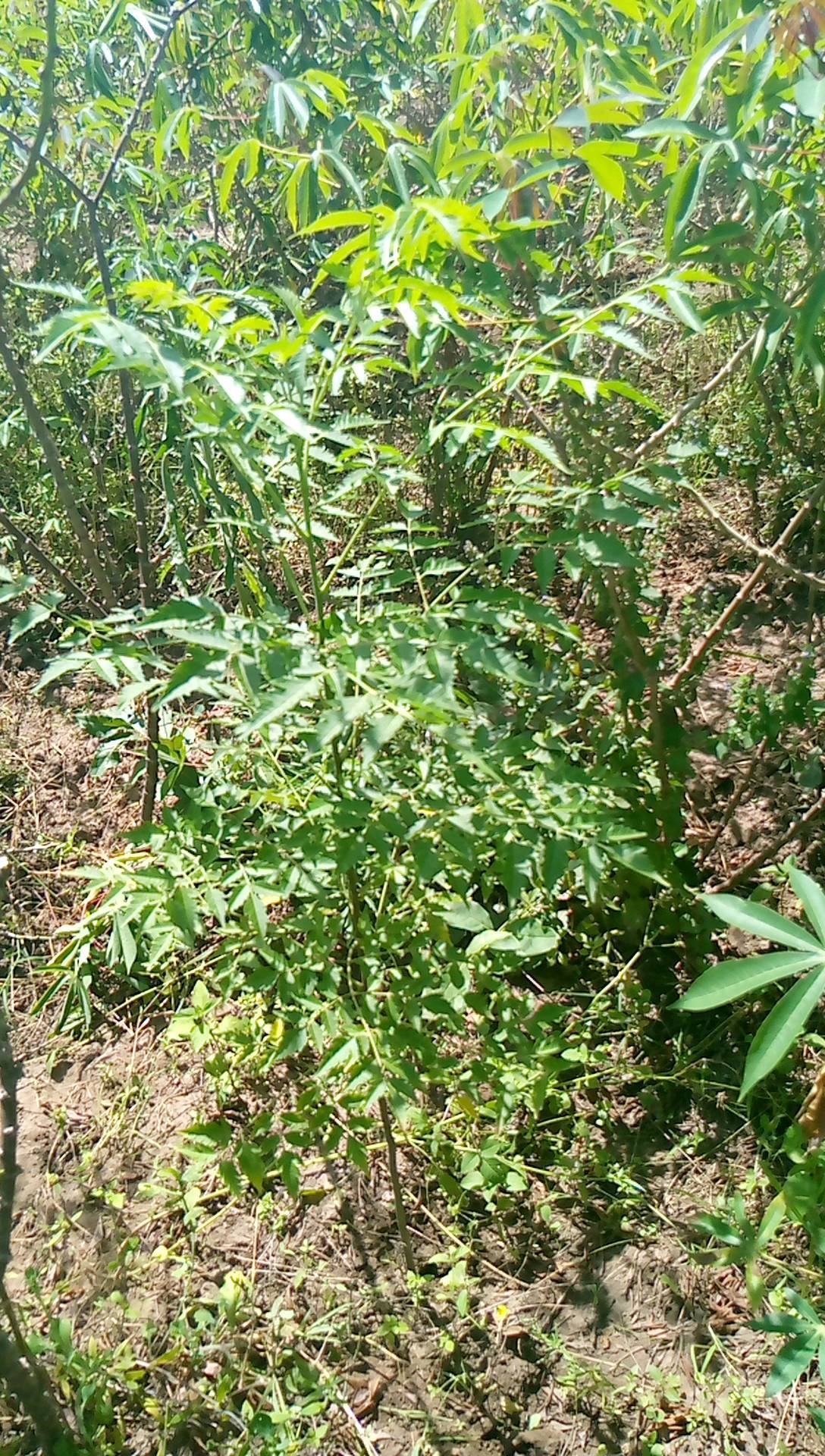 tree