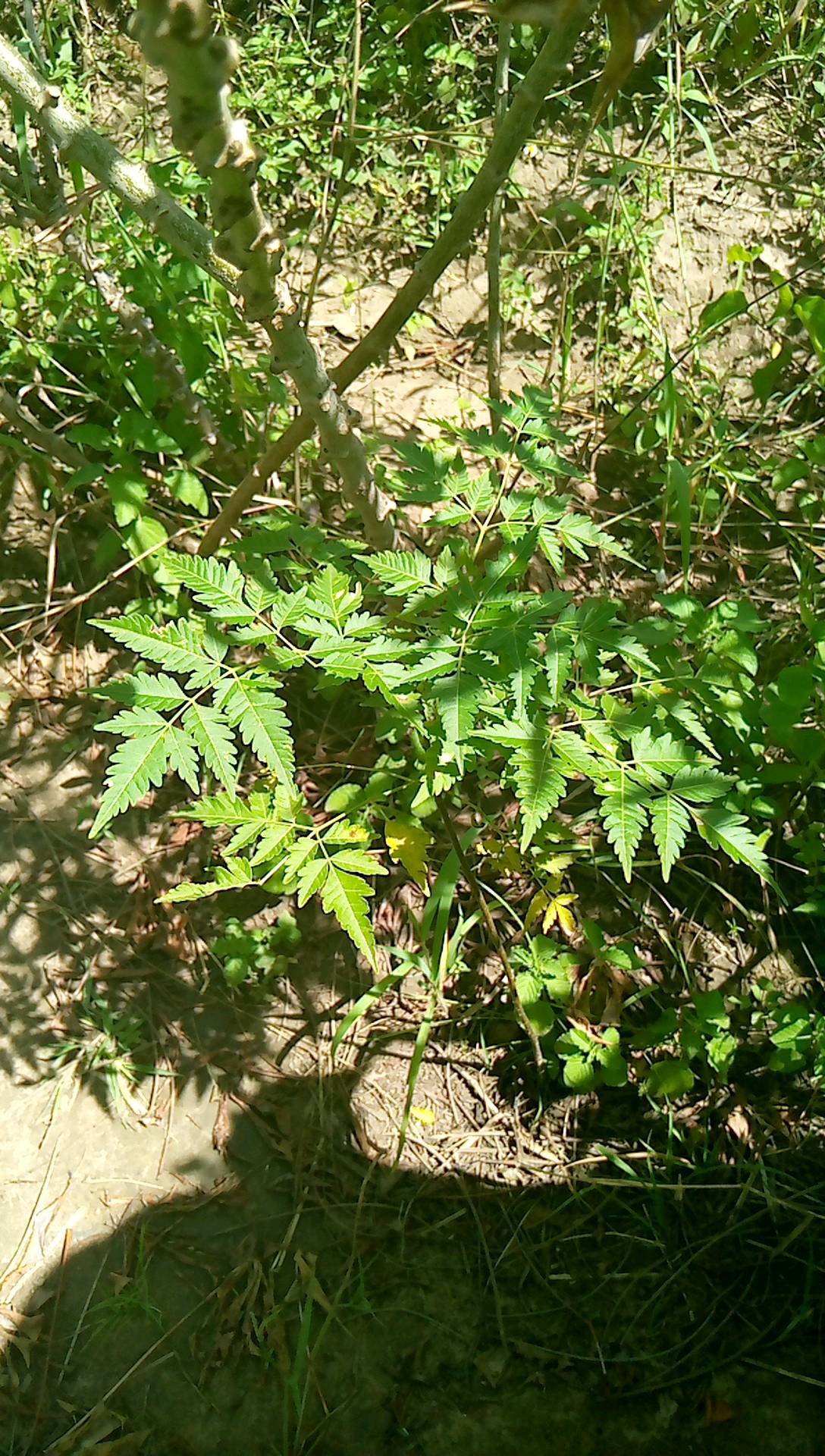 tree