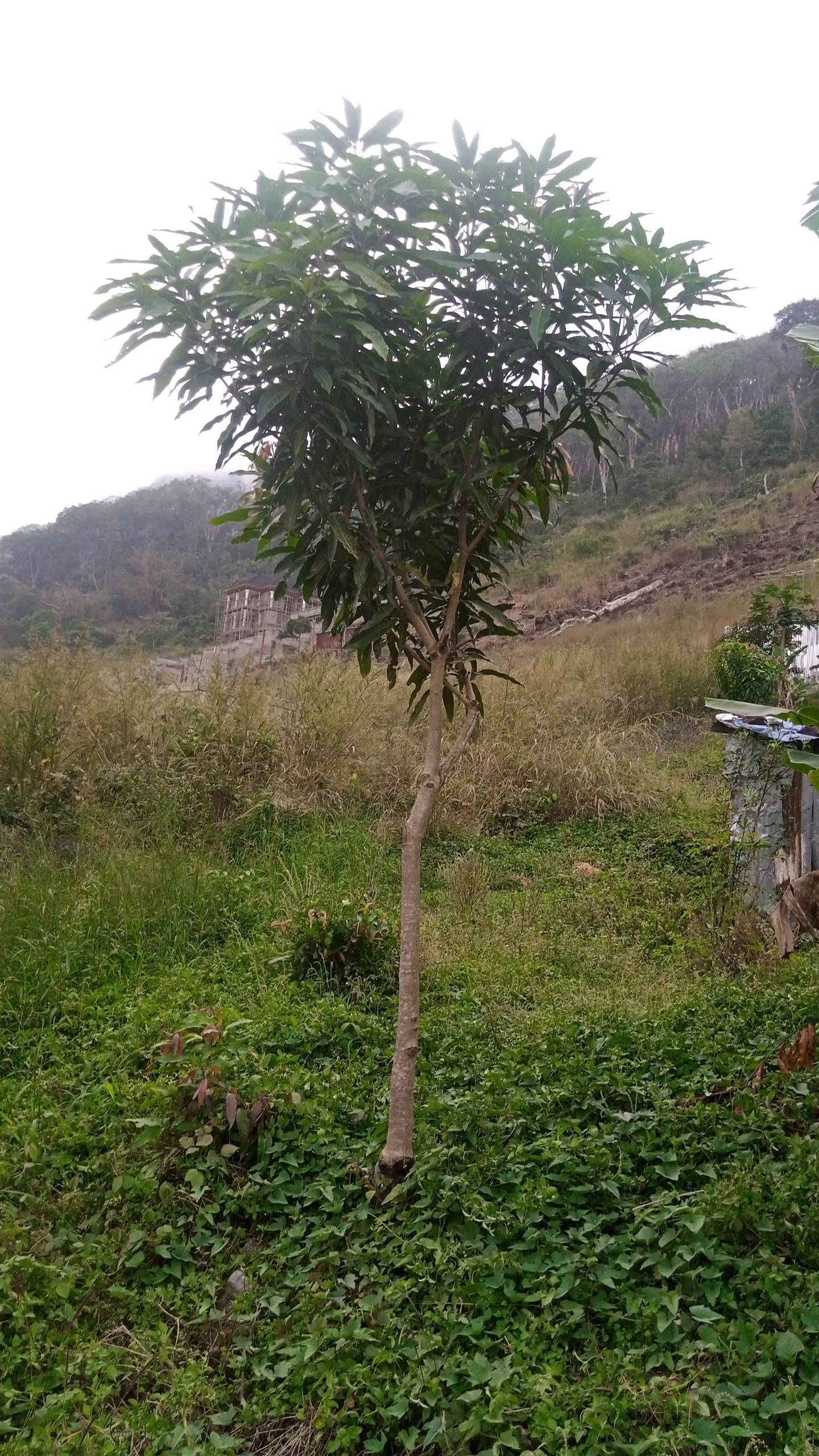tree