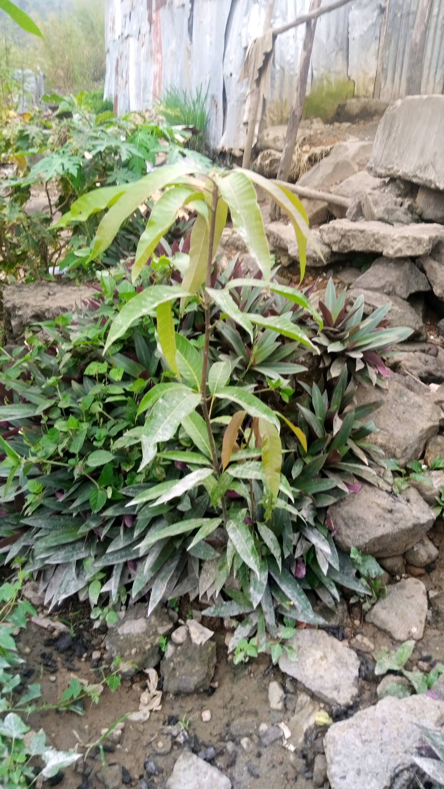 tree