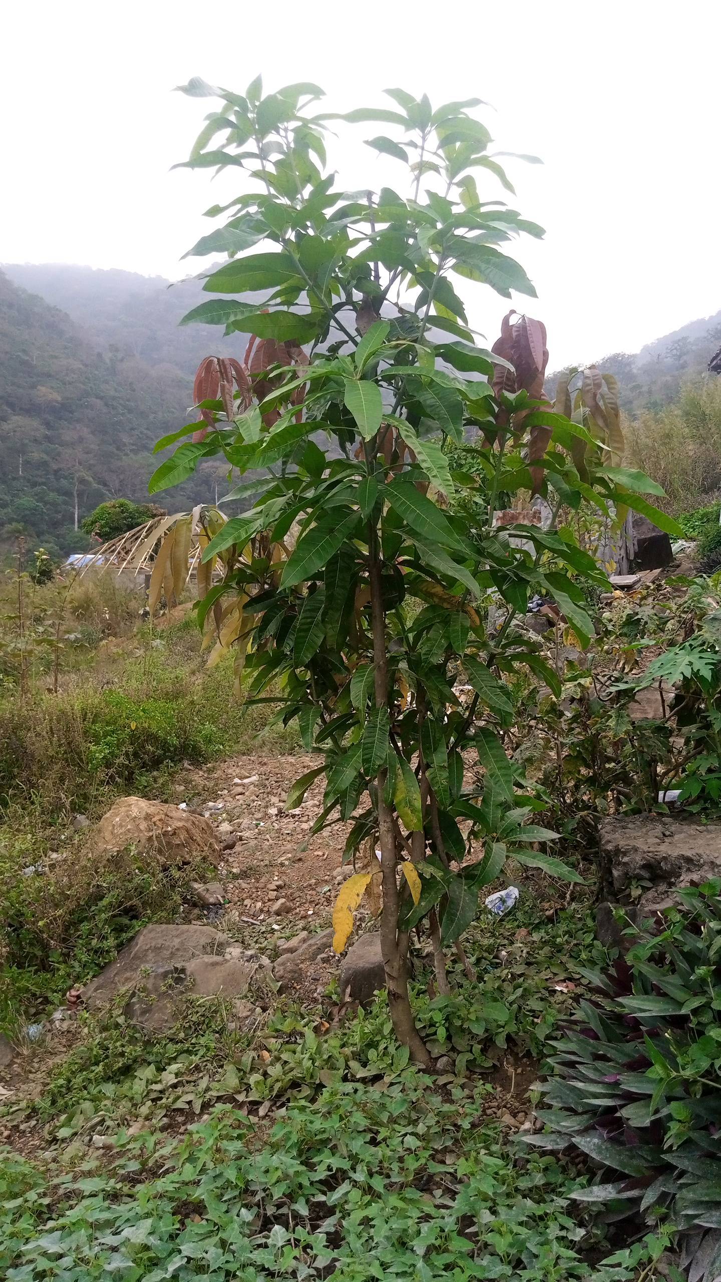 tree