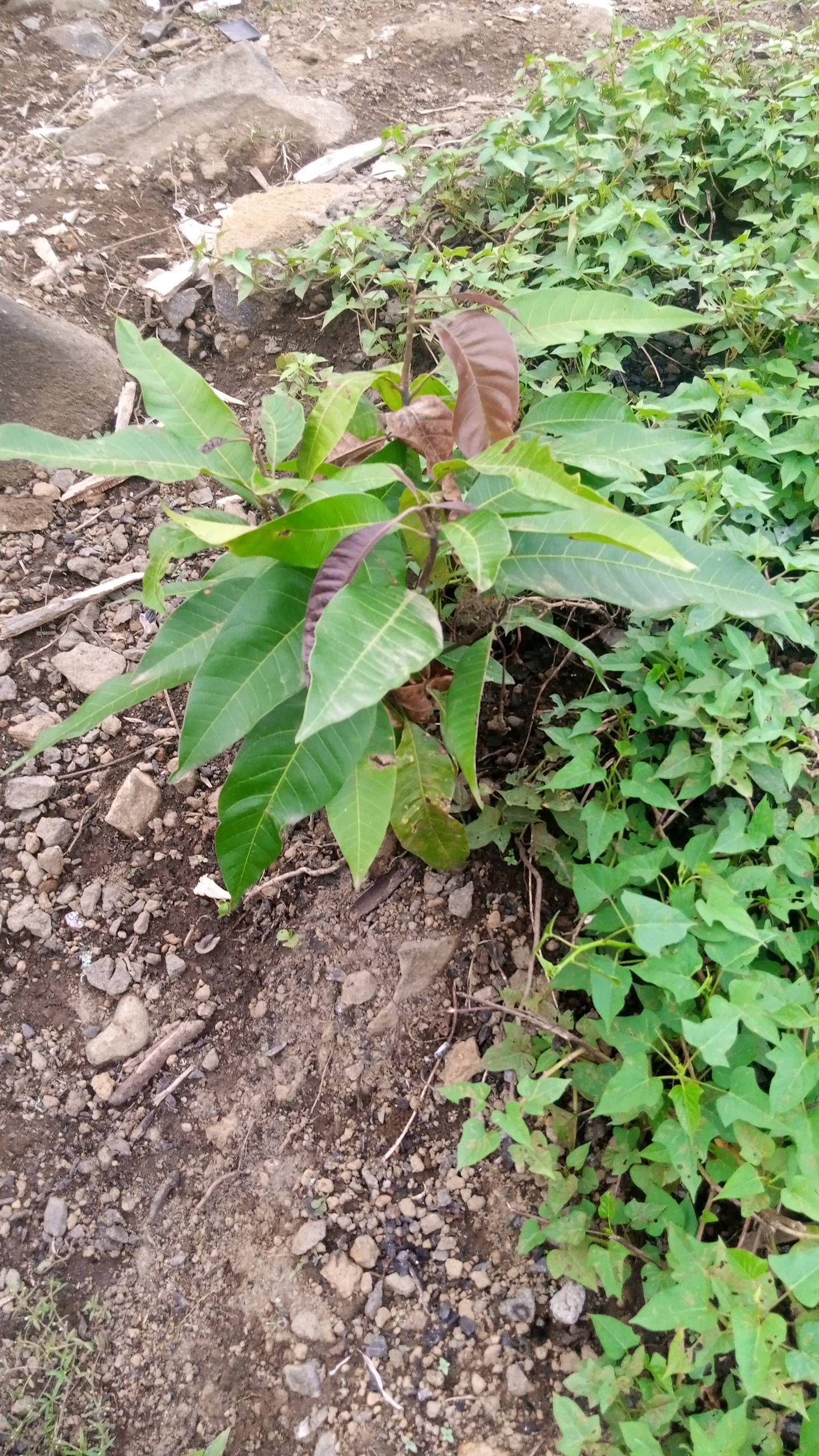 tree