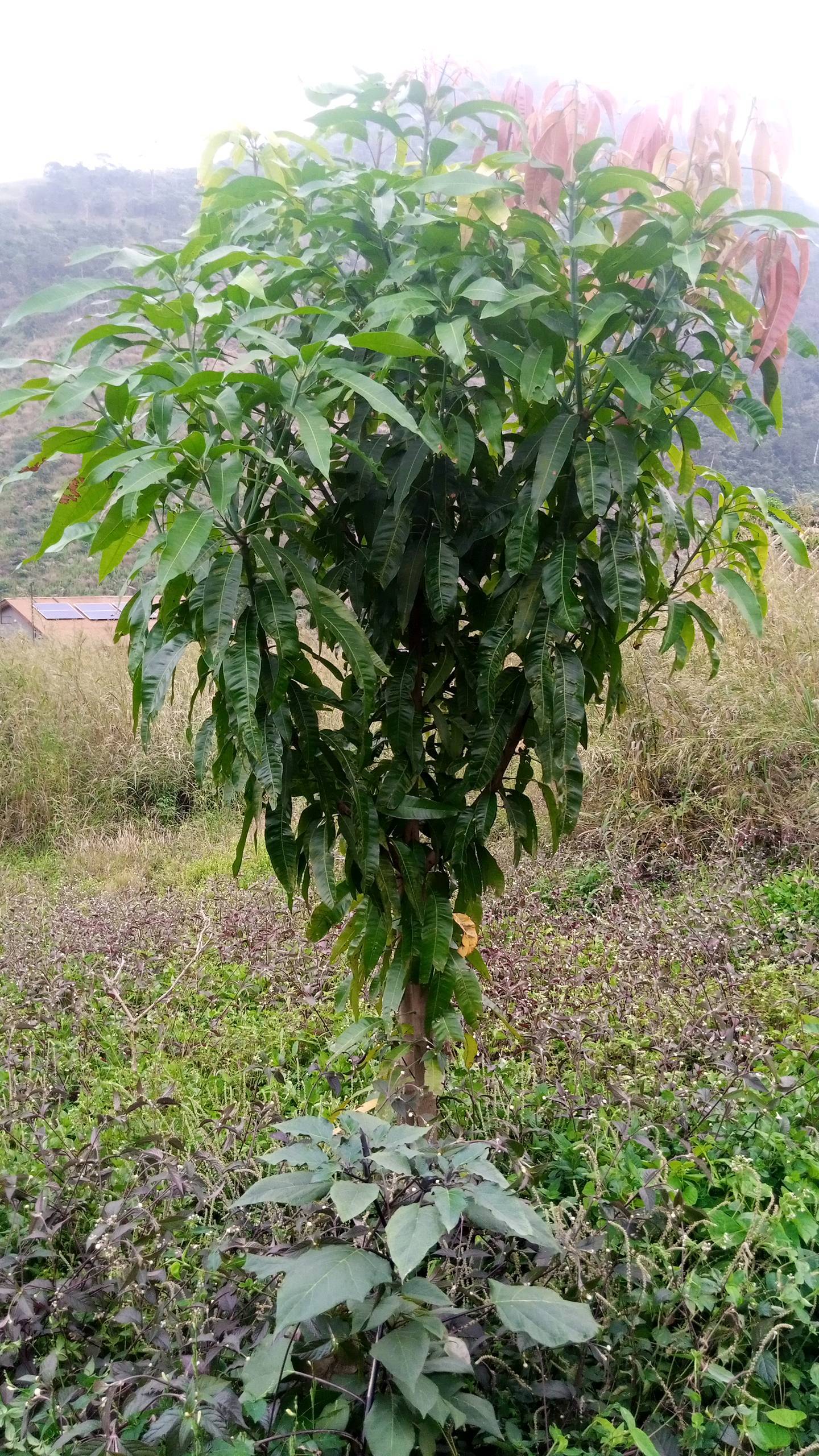 tree