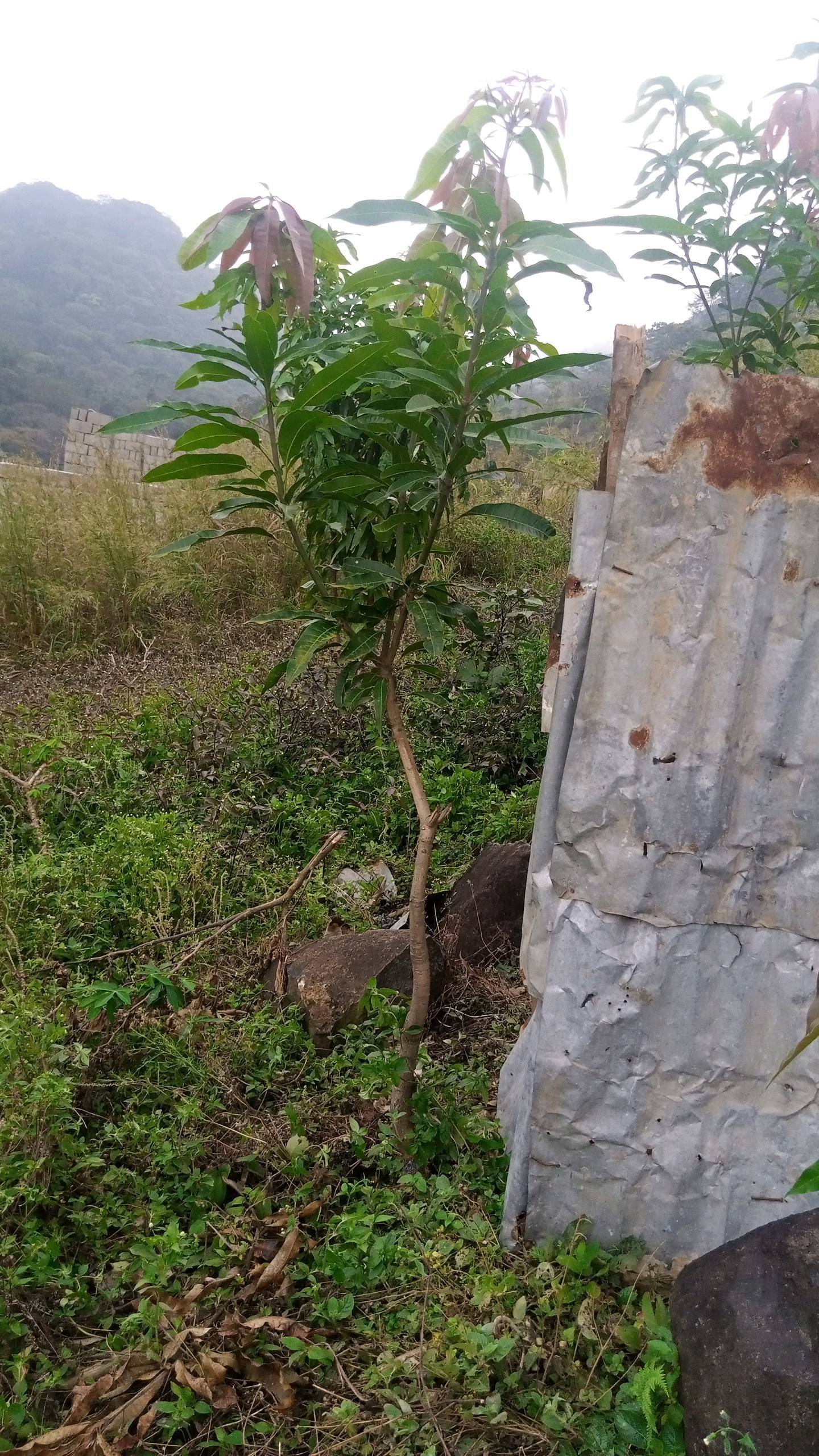 tree