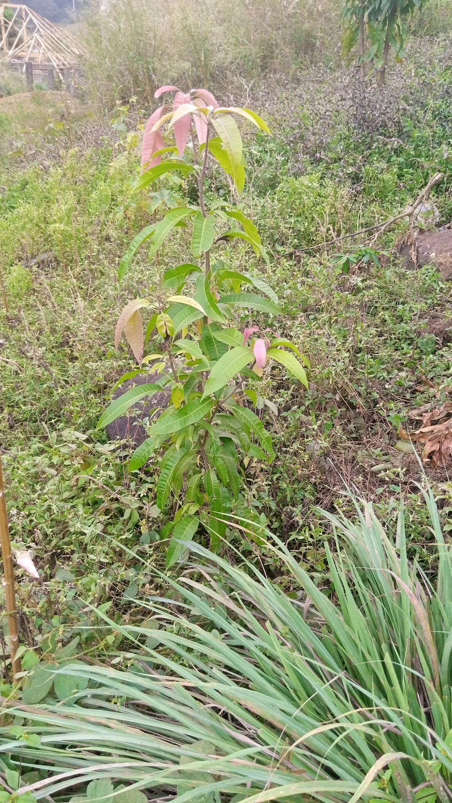 tree