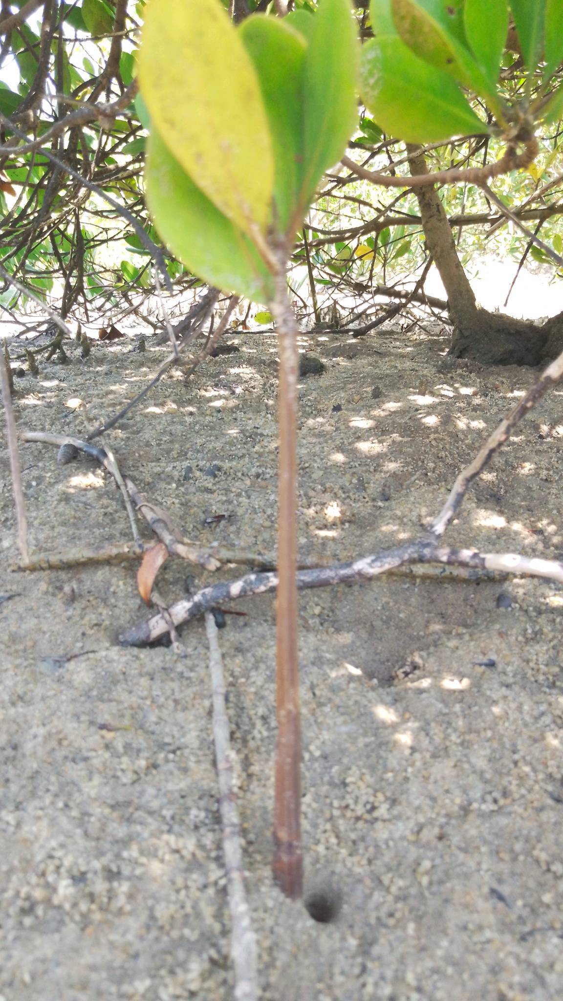 tree