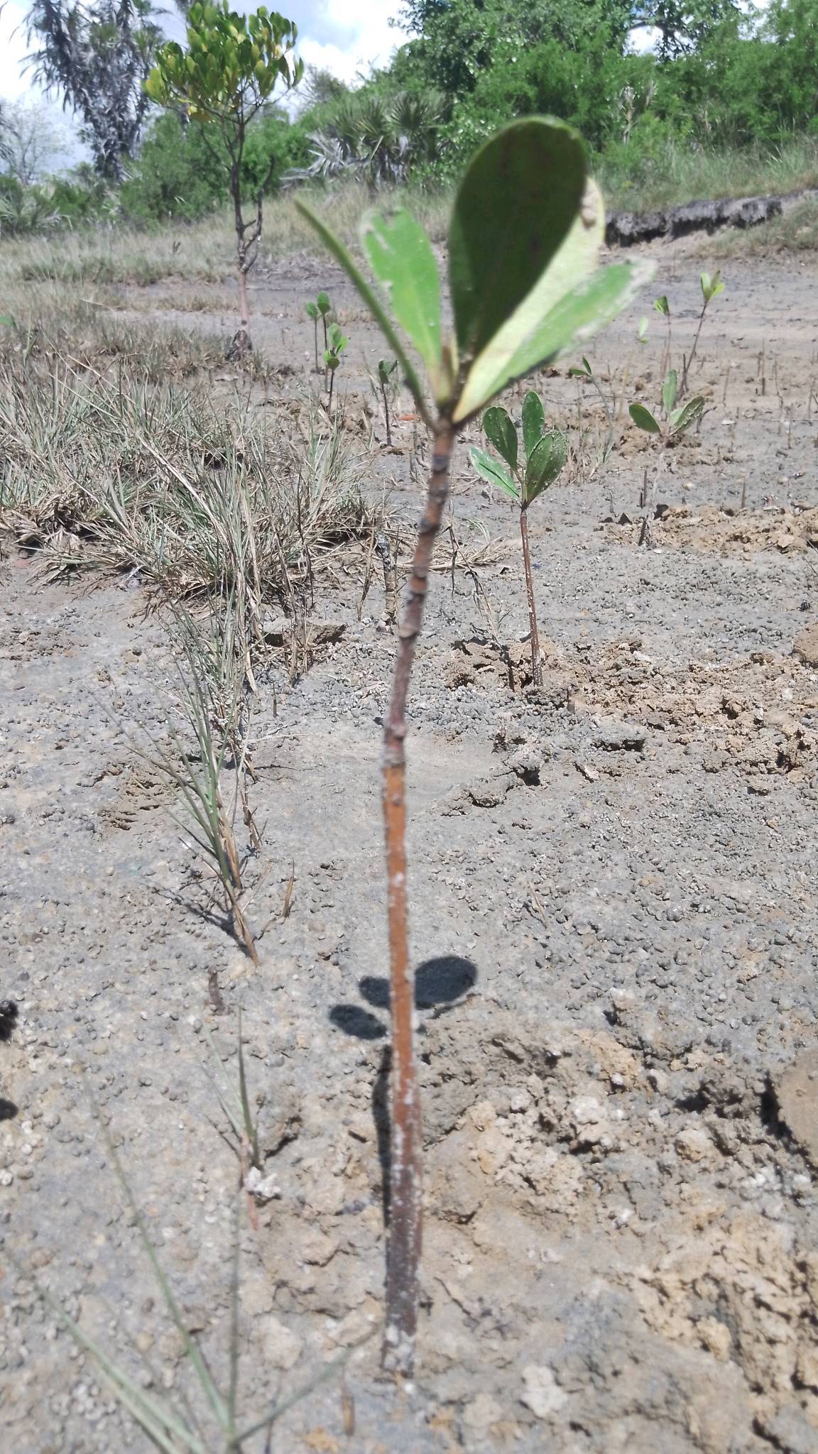 tree