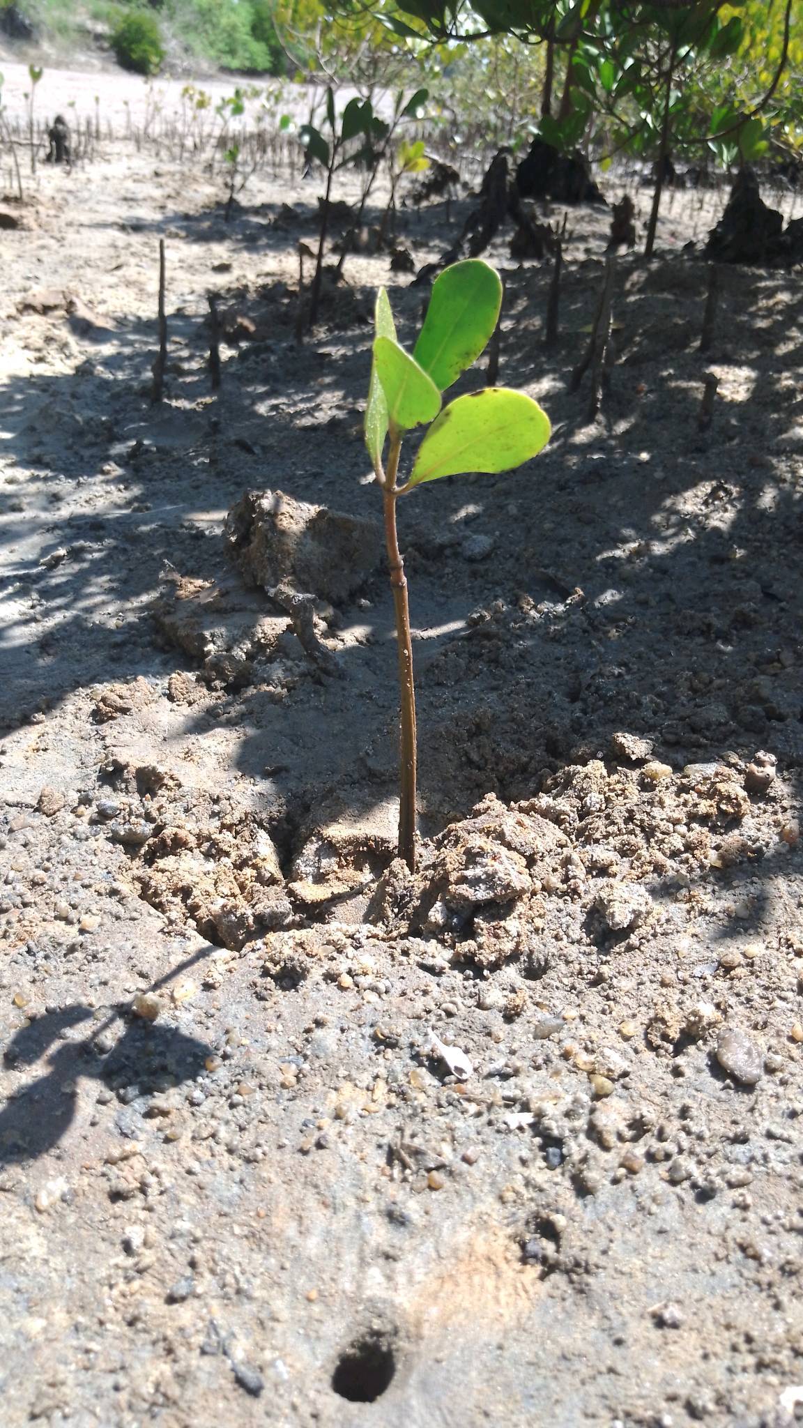 tree