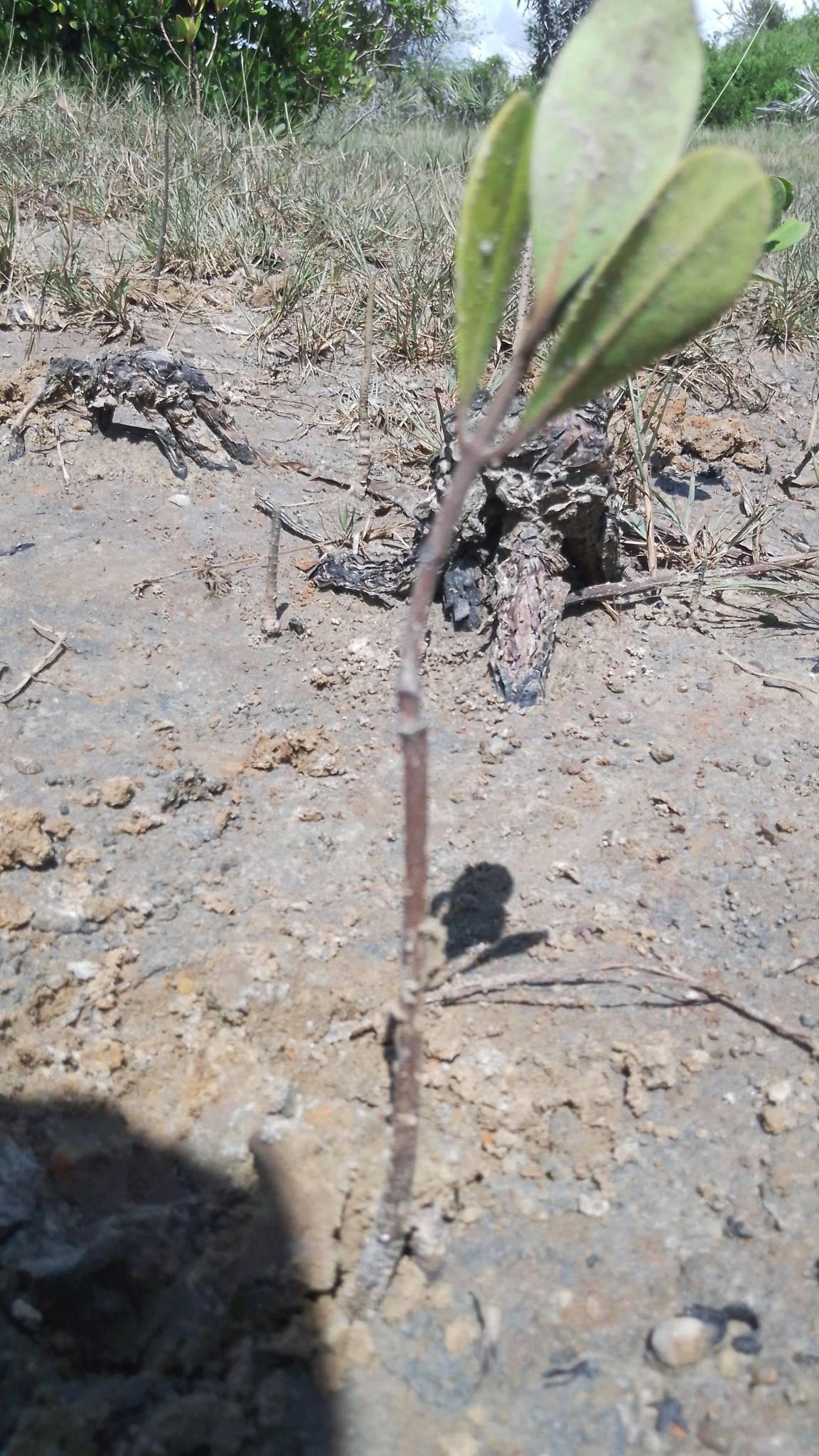 tree
