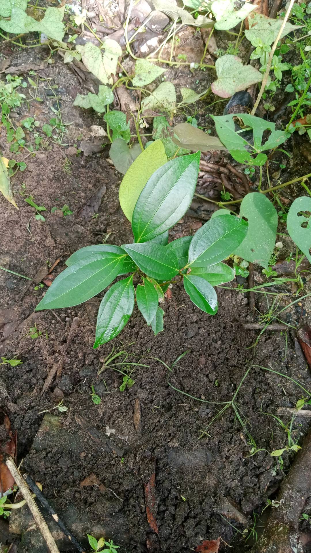 tree