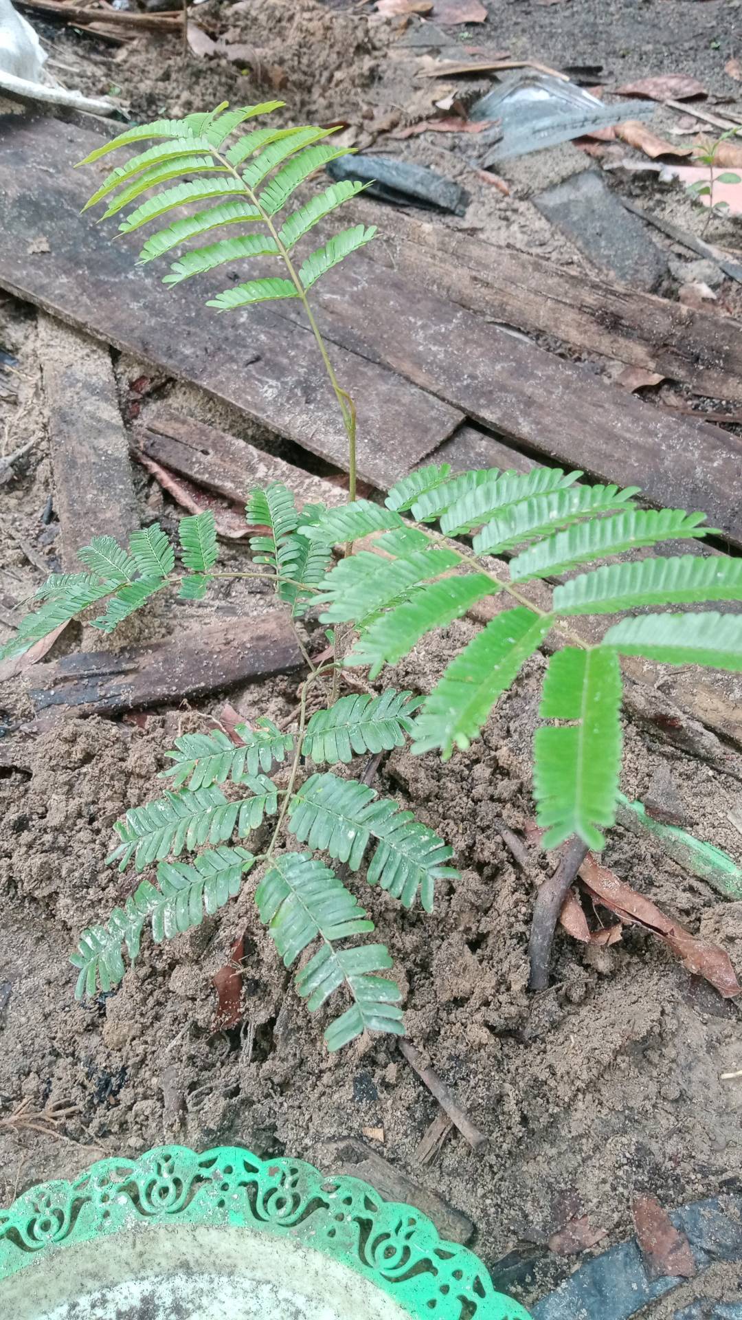 tree