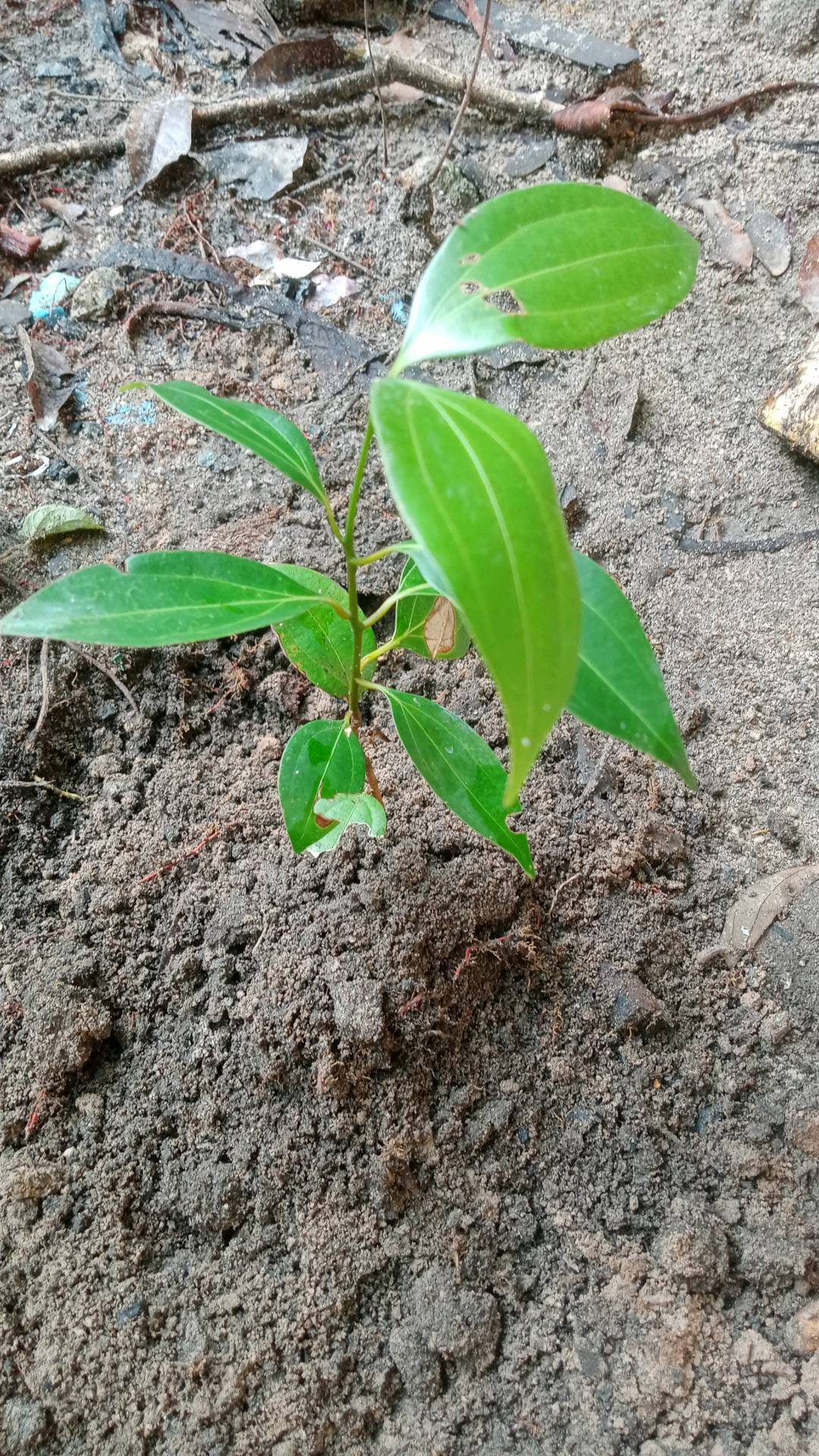 tree