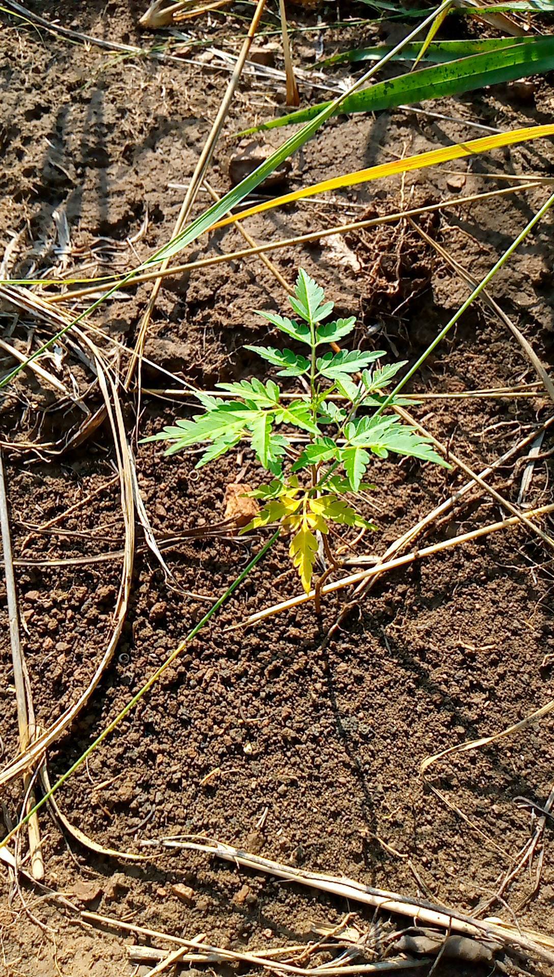 tree