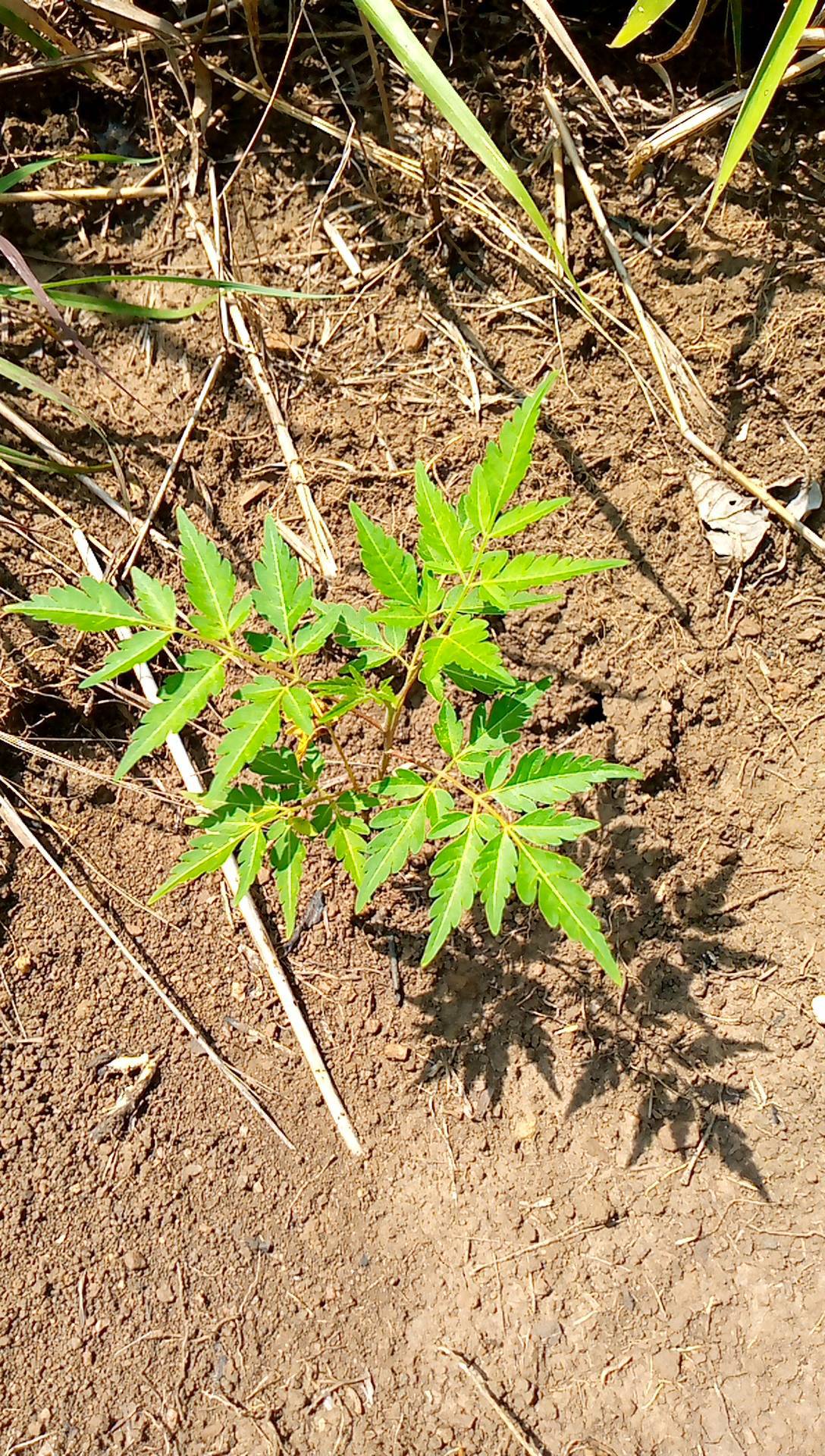 tree