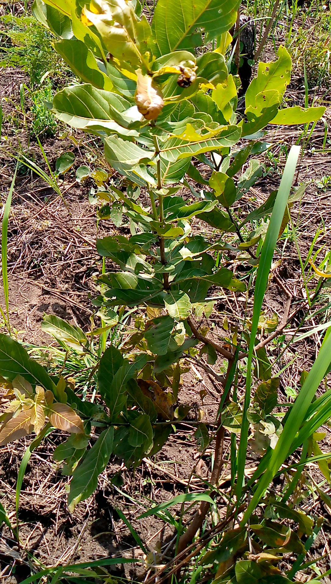 tree