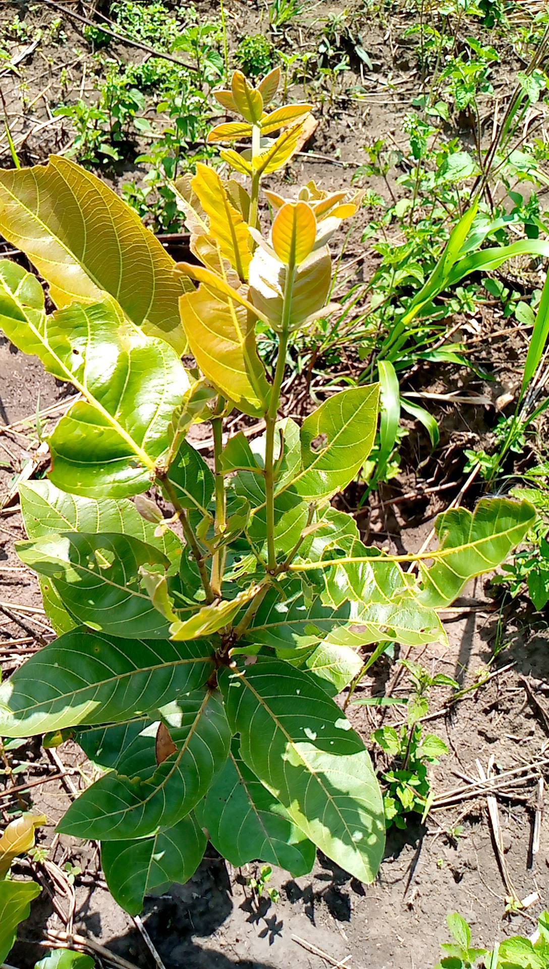 tree