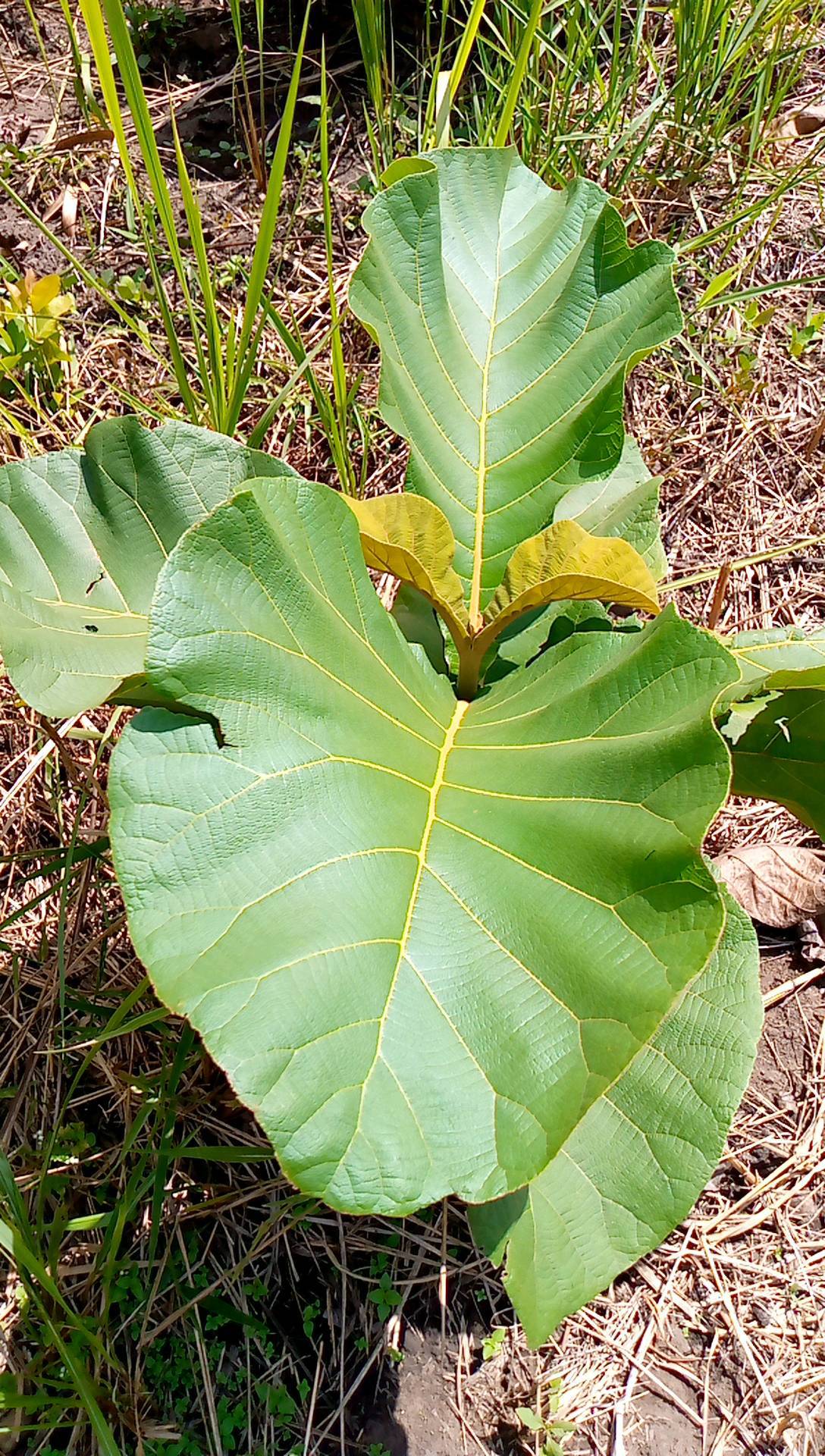 tree