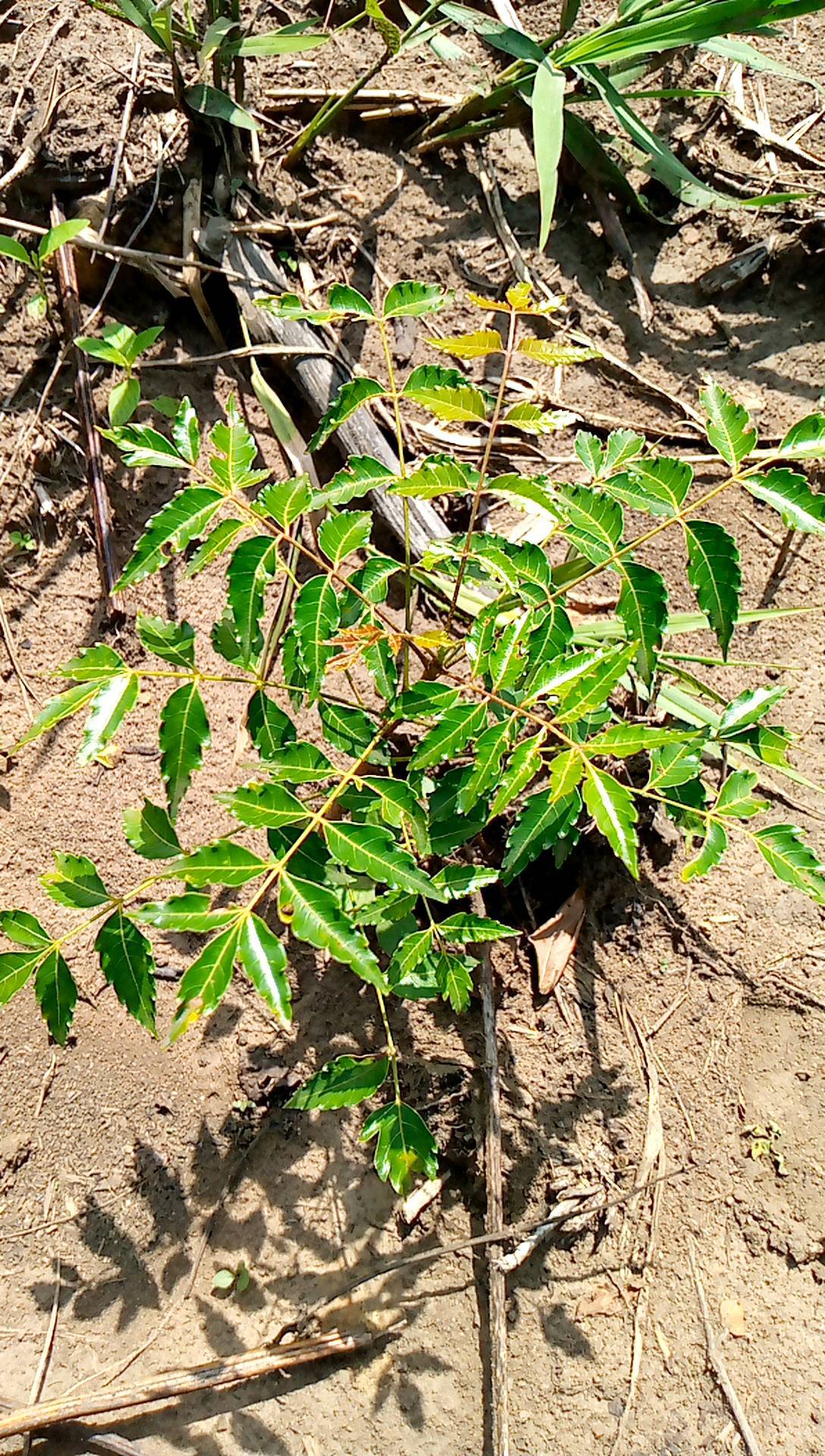 tree