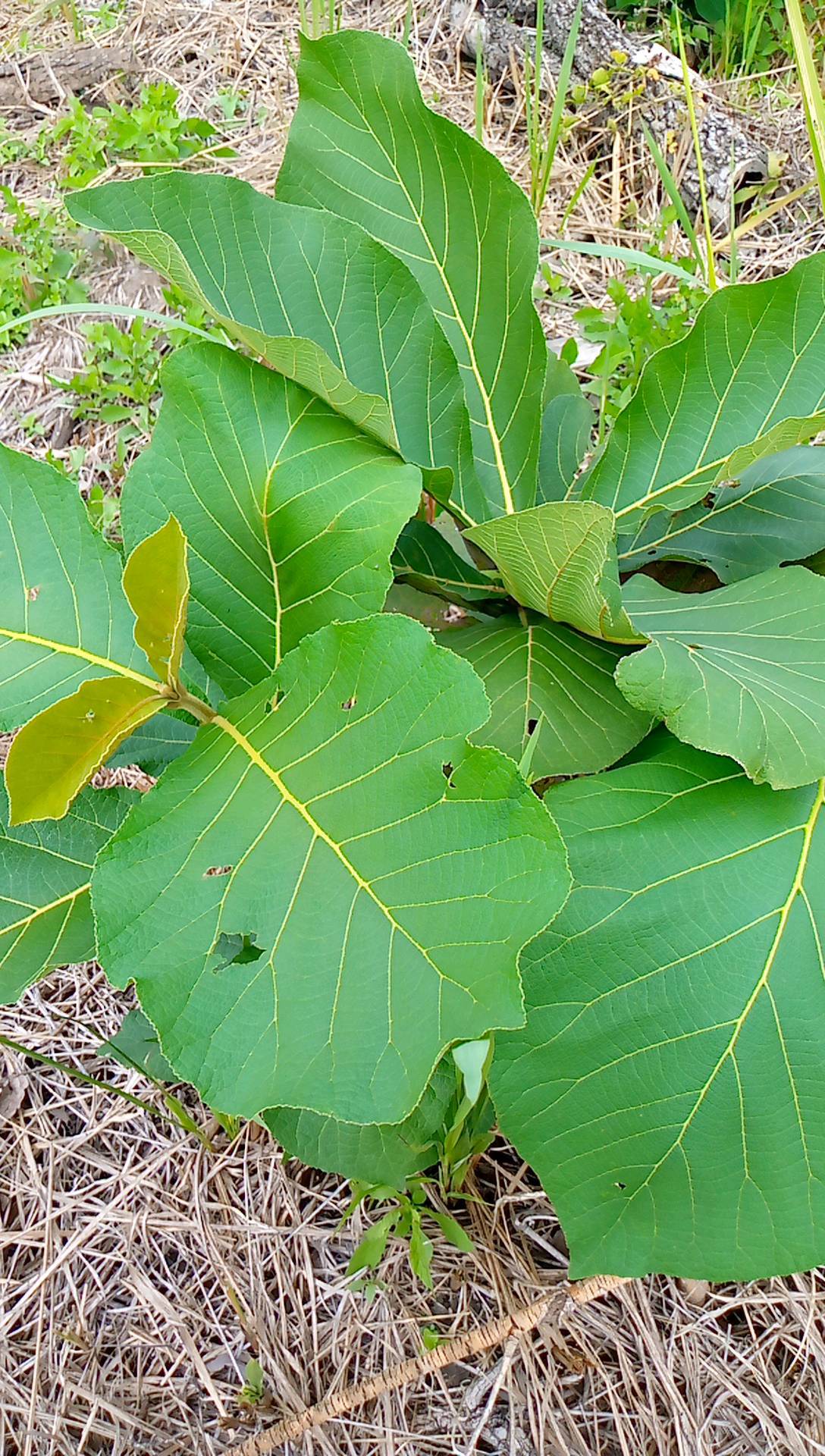 tree