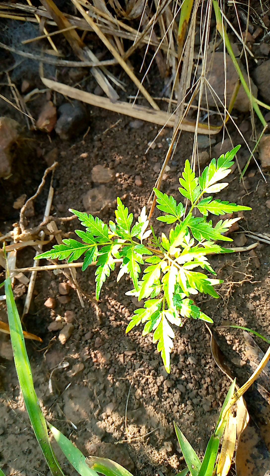 tree