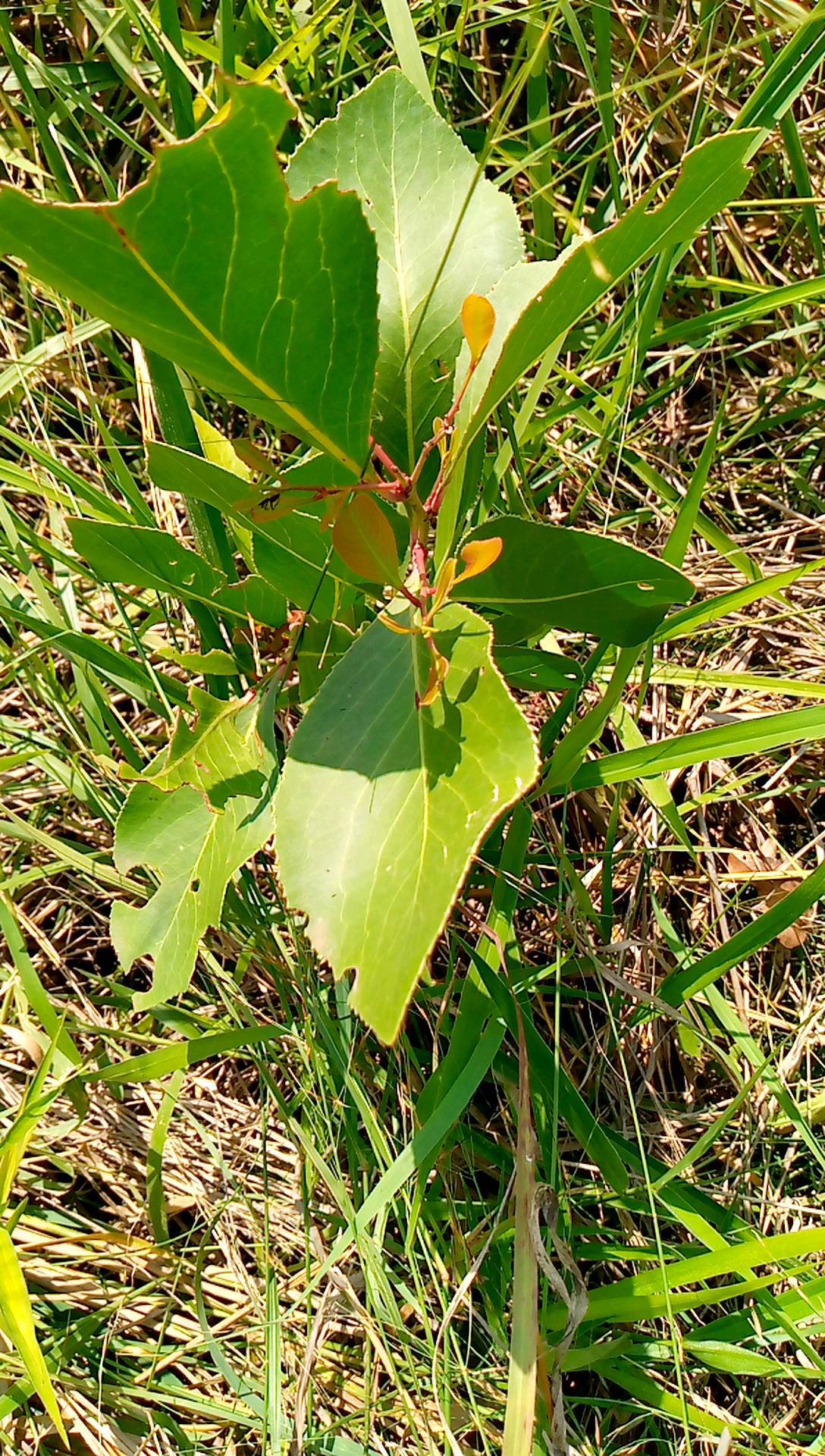 tree