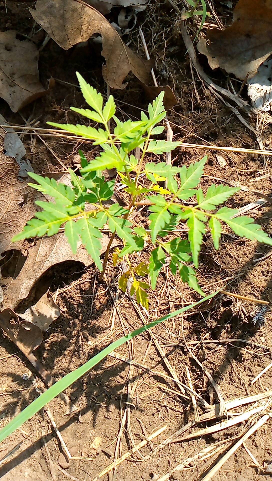 tree