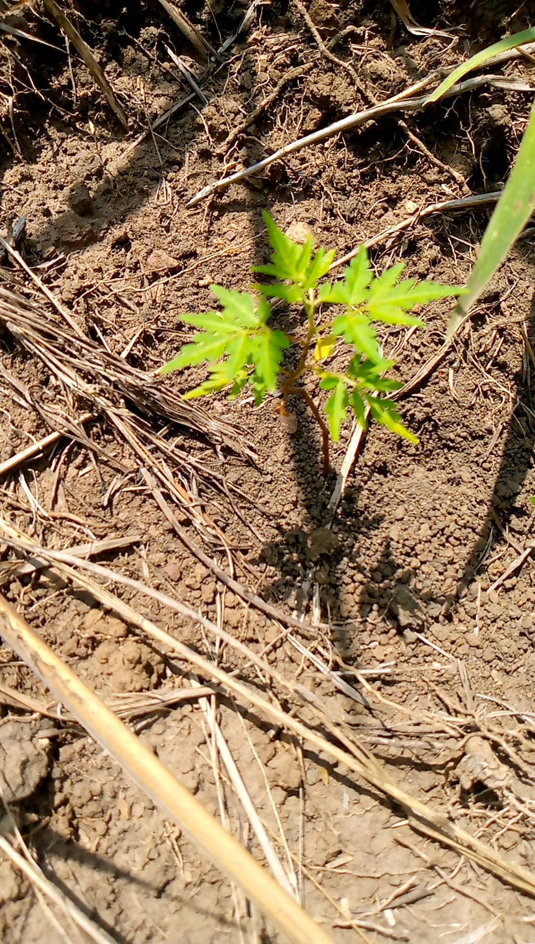 tree