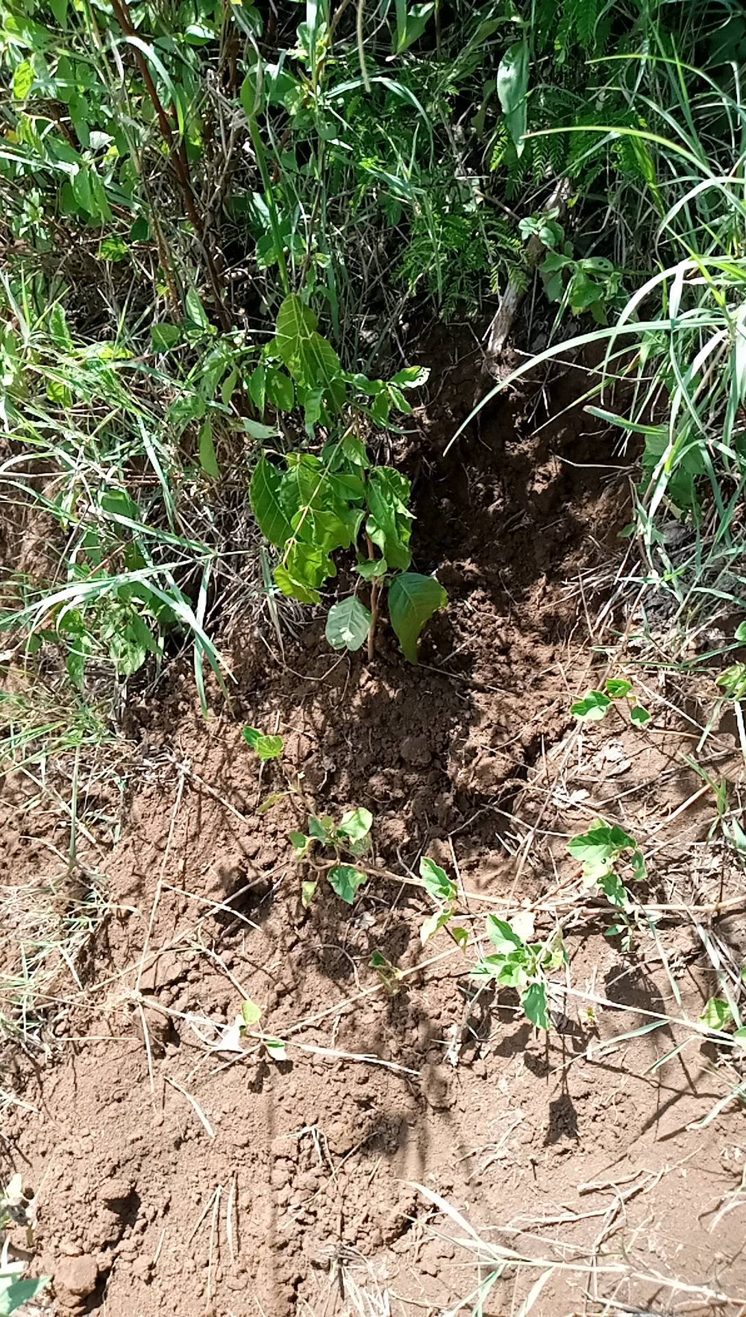 tree