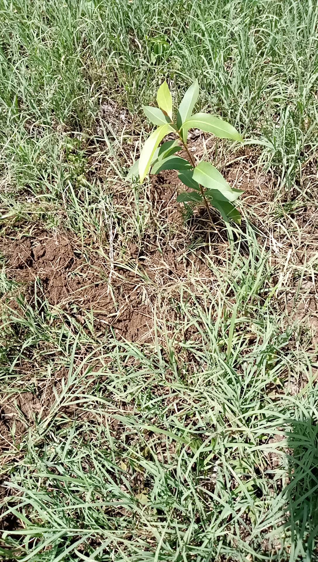 tree