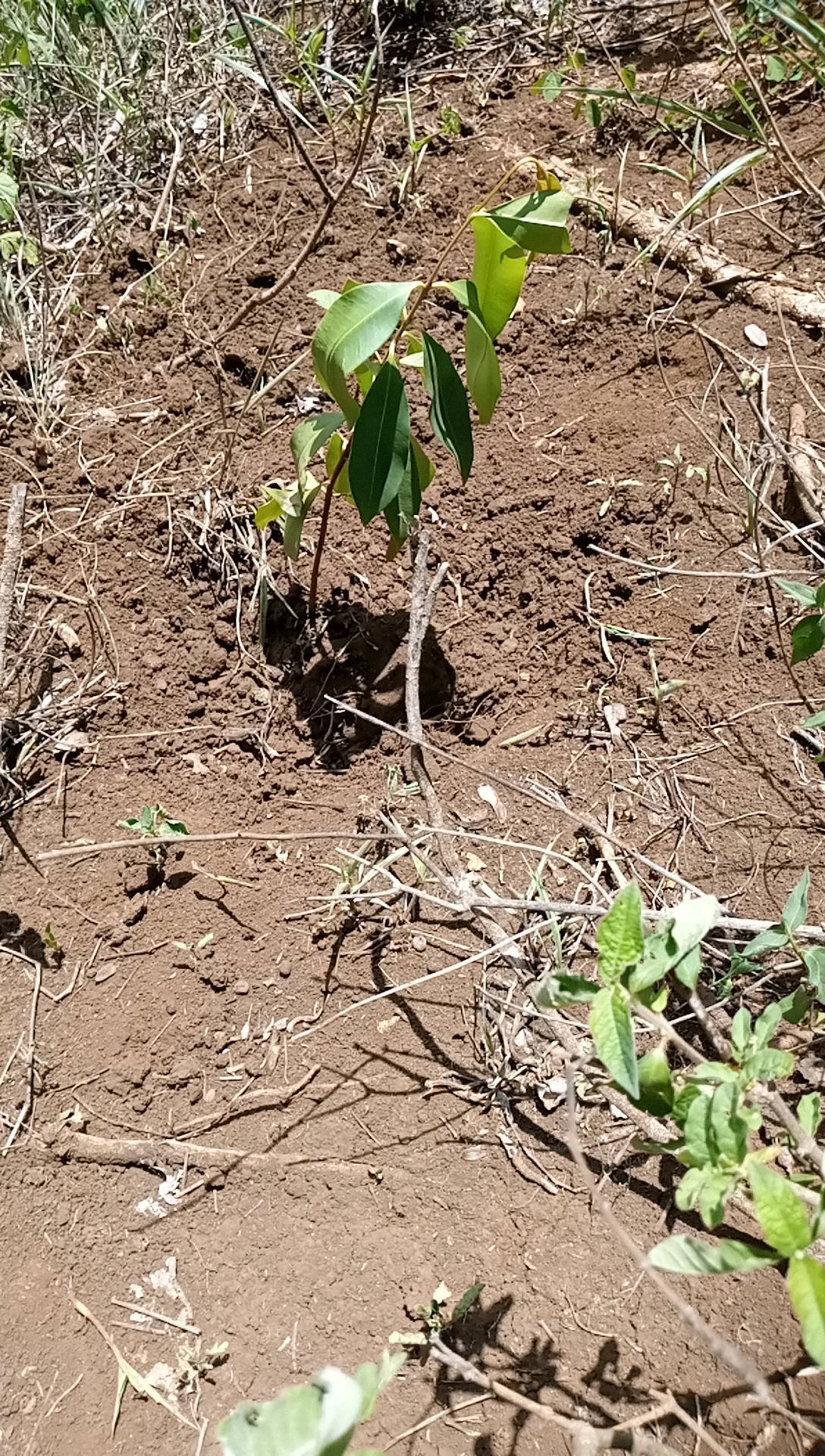 tree