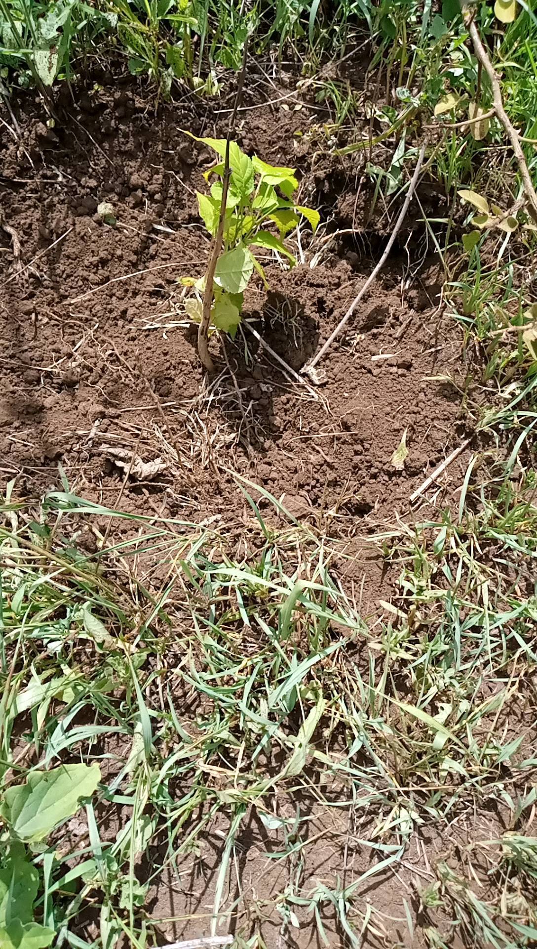 tree