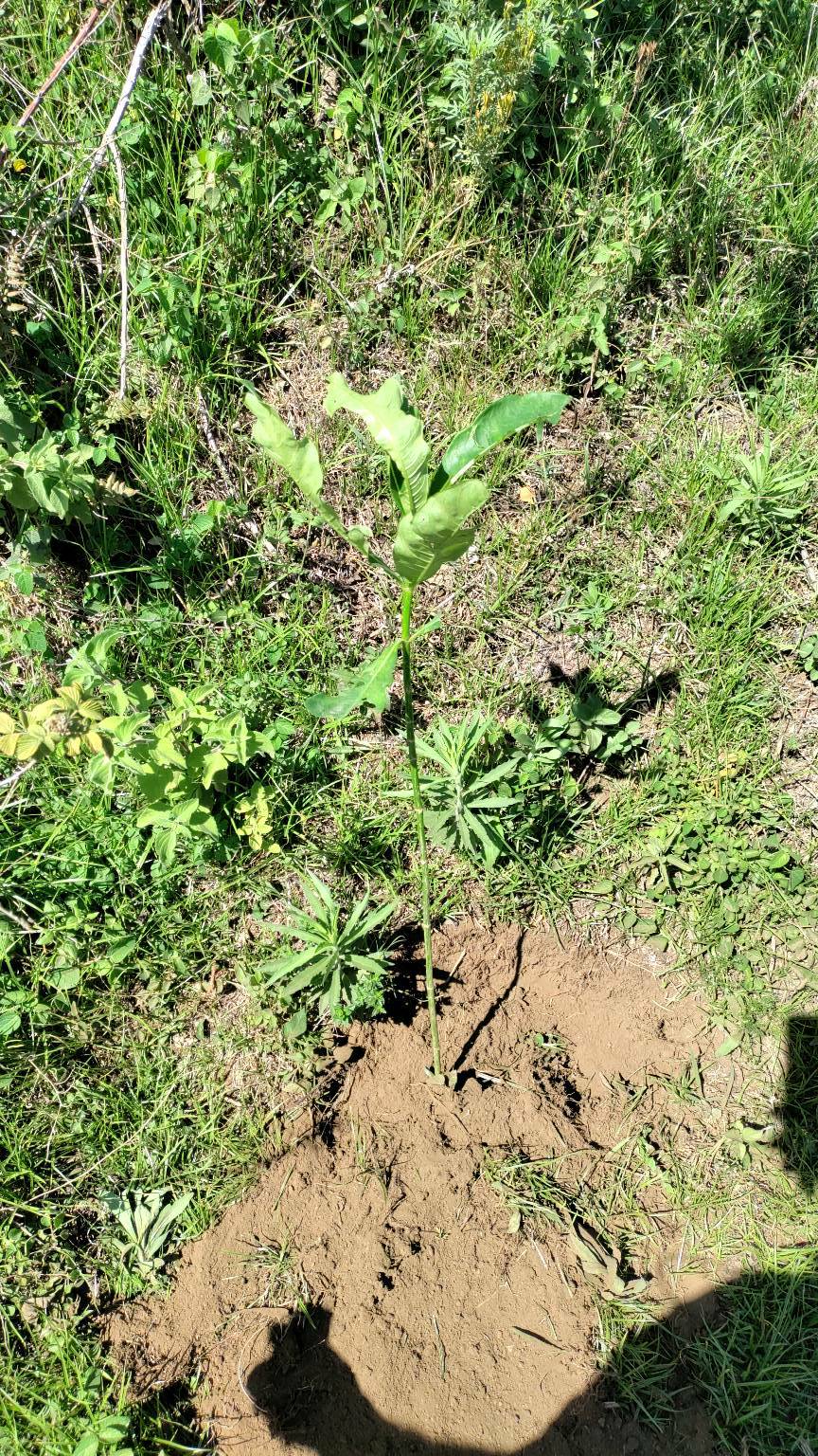 tree